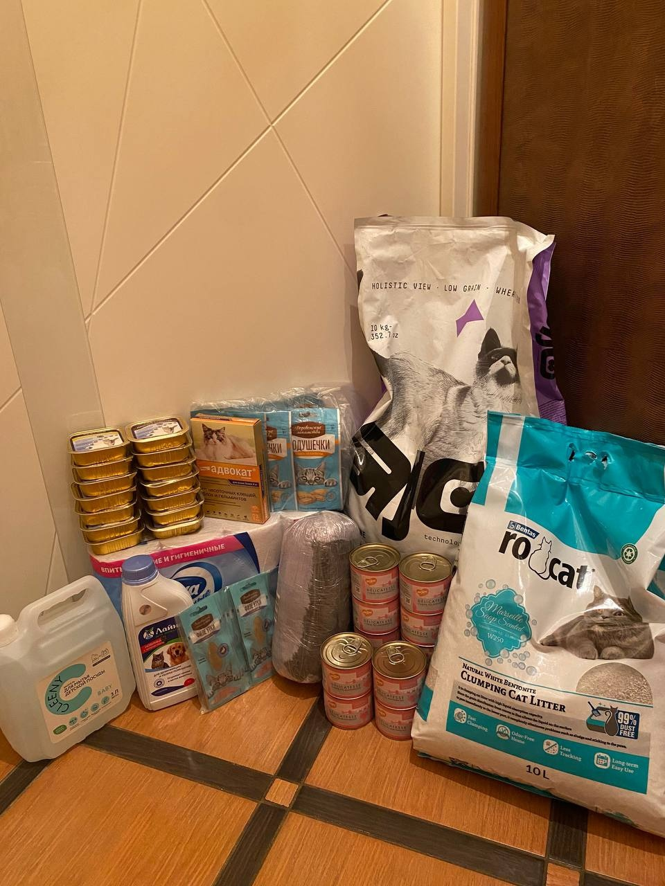 Let's Help Kisonka! Cat Shelter - My, Volunteering, Homeless animals, Saint Petersburg, Good league, Стрим, HOLY, cat, Shelter, Overexposure, Kindness, Lost, Video, Vertical video, Longpost