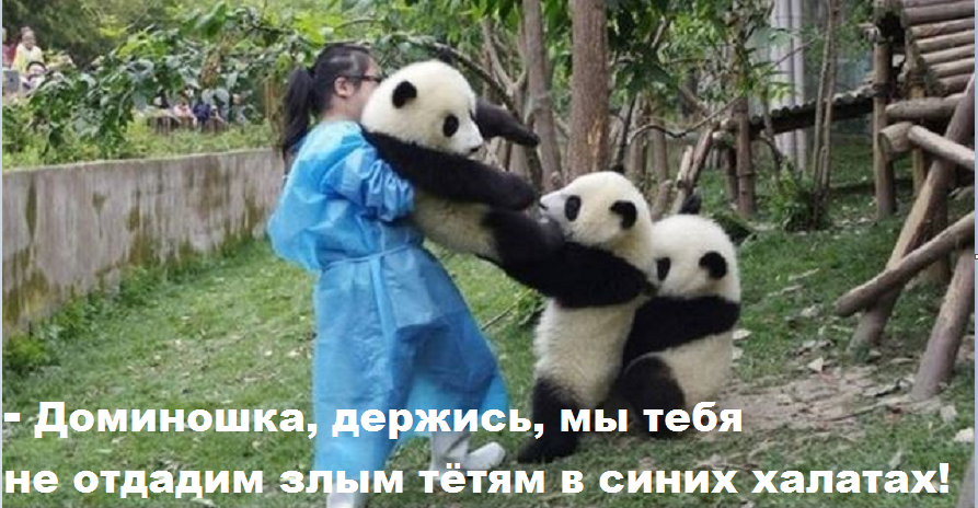 You're lying, you won't take it!:)) - Picture with text, Panda