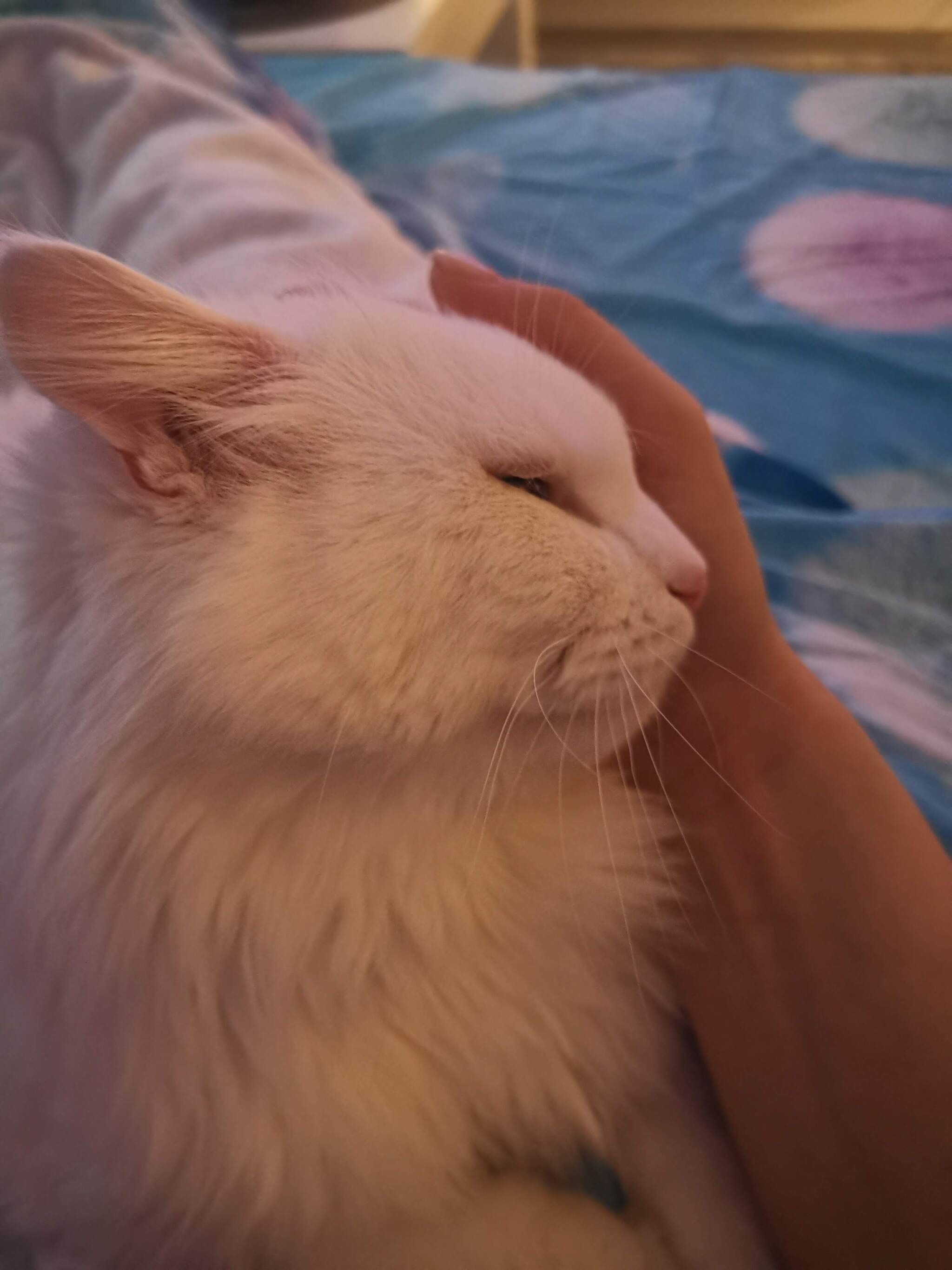 Continuation of the post “What to do if you start to love your cat?” - cat, Pet the cat, Turkish angora, Longpost, Reply to post