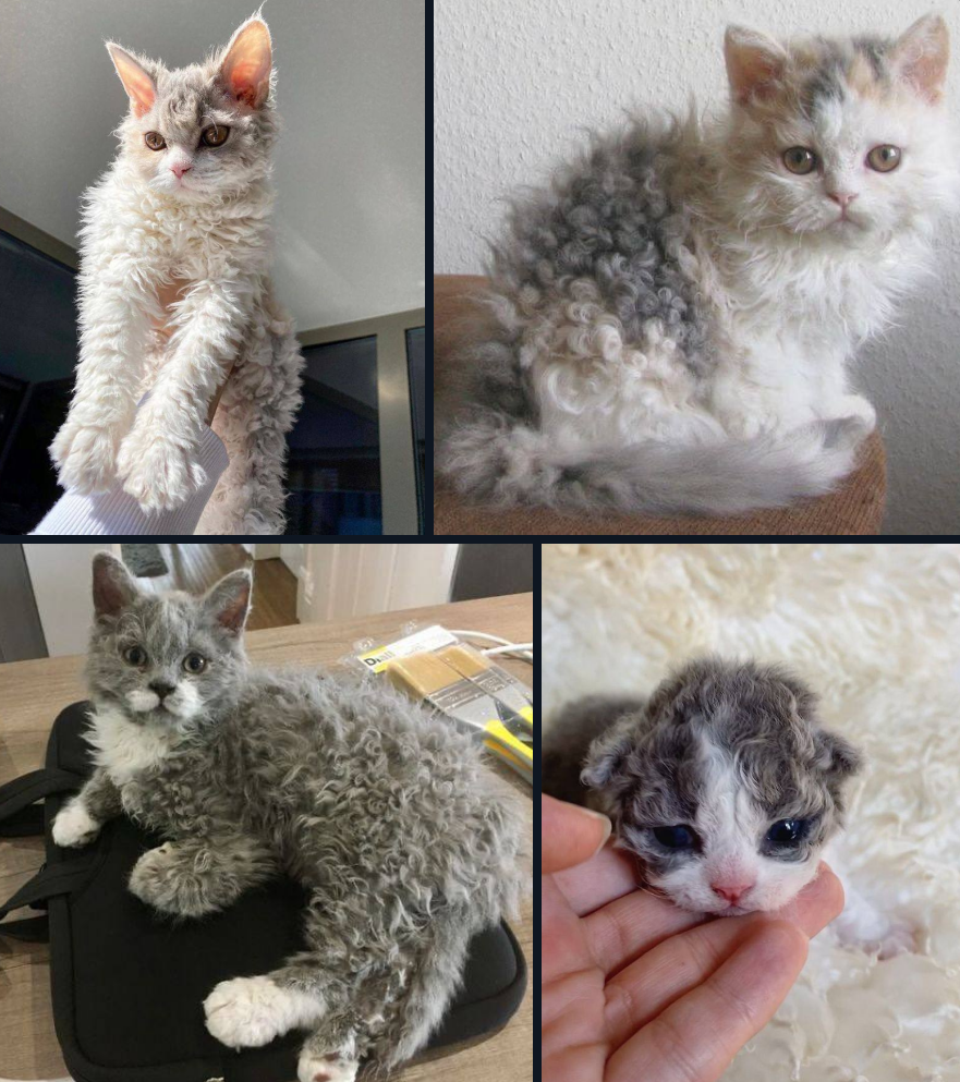 Cats with curly fur - cat, Kittens