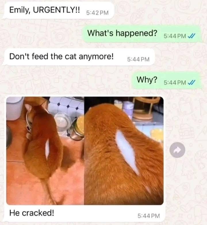 Cracked - Screenshot, cat, Correspondence, Humor, Translation