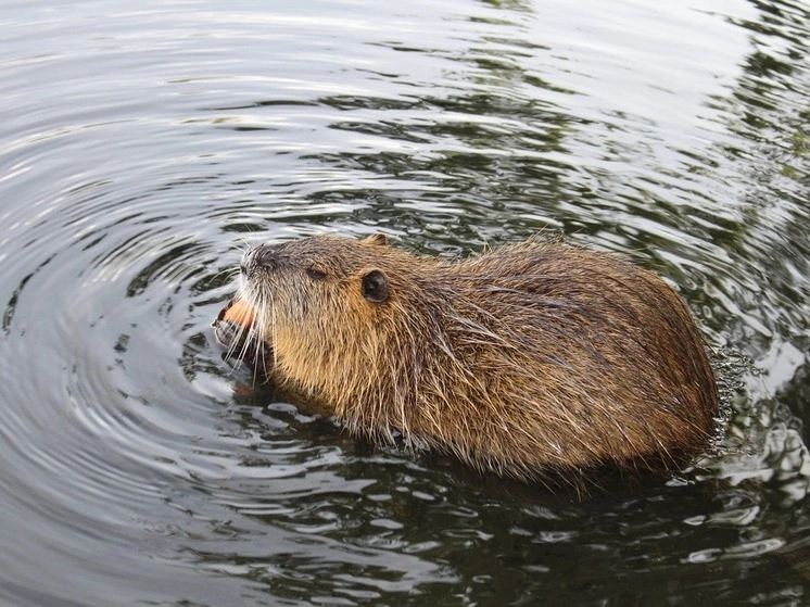 Beaver is a whore, I'm a fart! - Leningrad region, Beavers, beaver whore, Incident, Negative