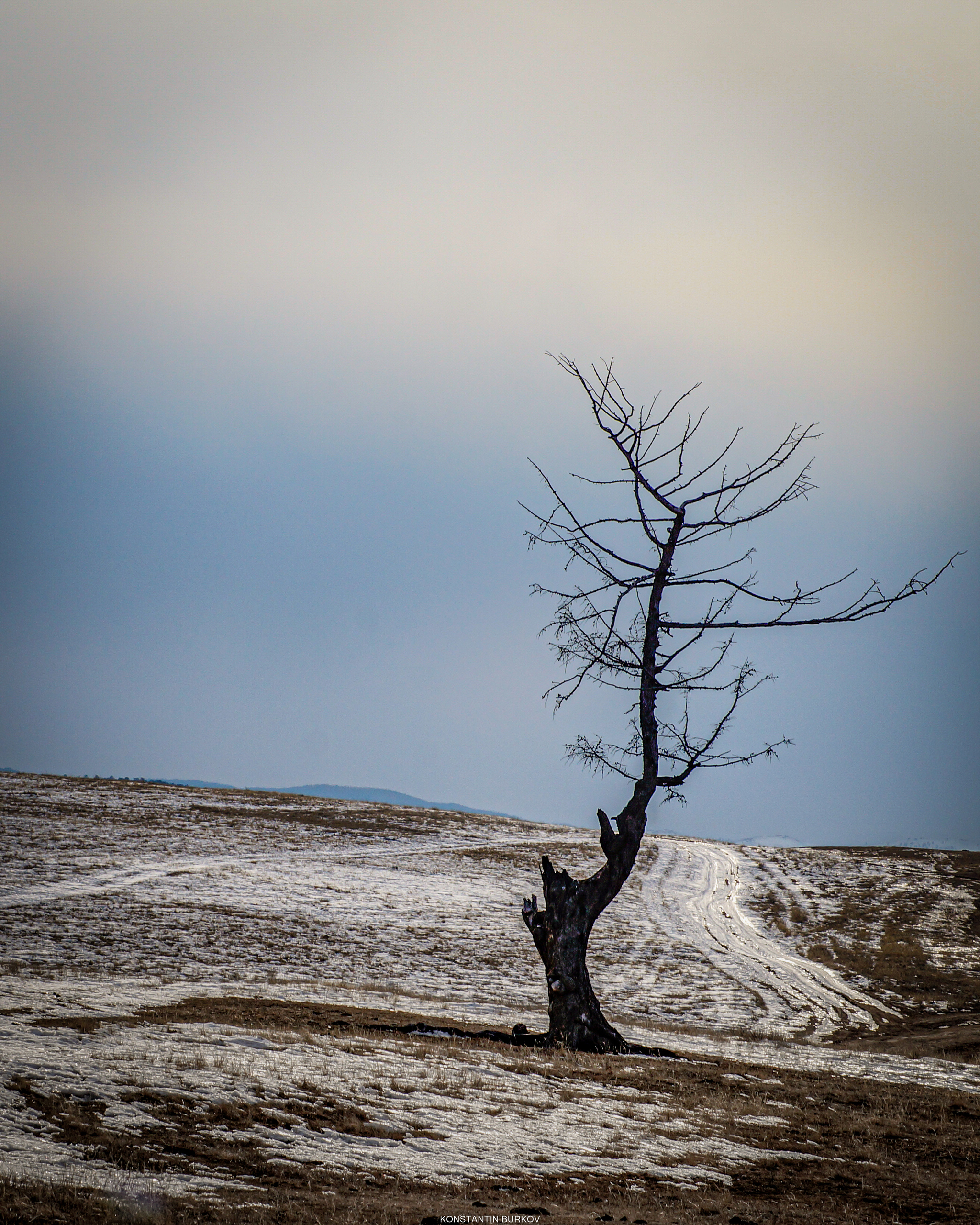 Loneliness - My, The photo, Nature, Olkhon, Loneliness, Tree, Sky