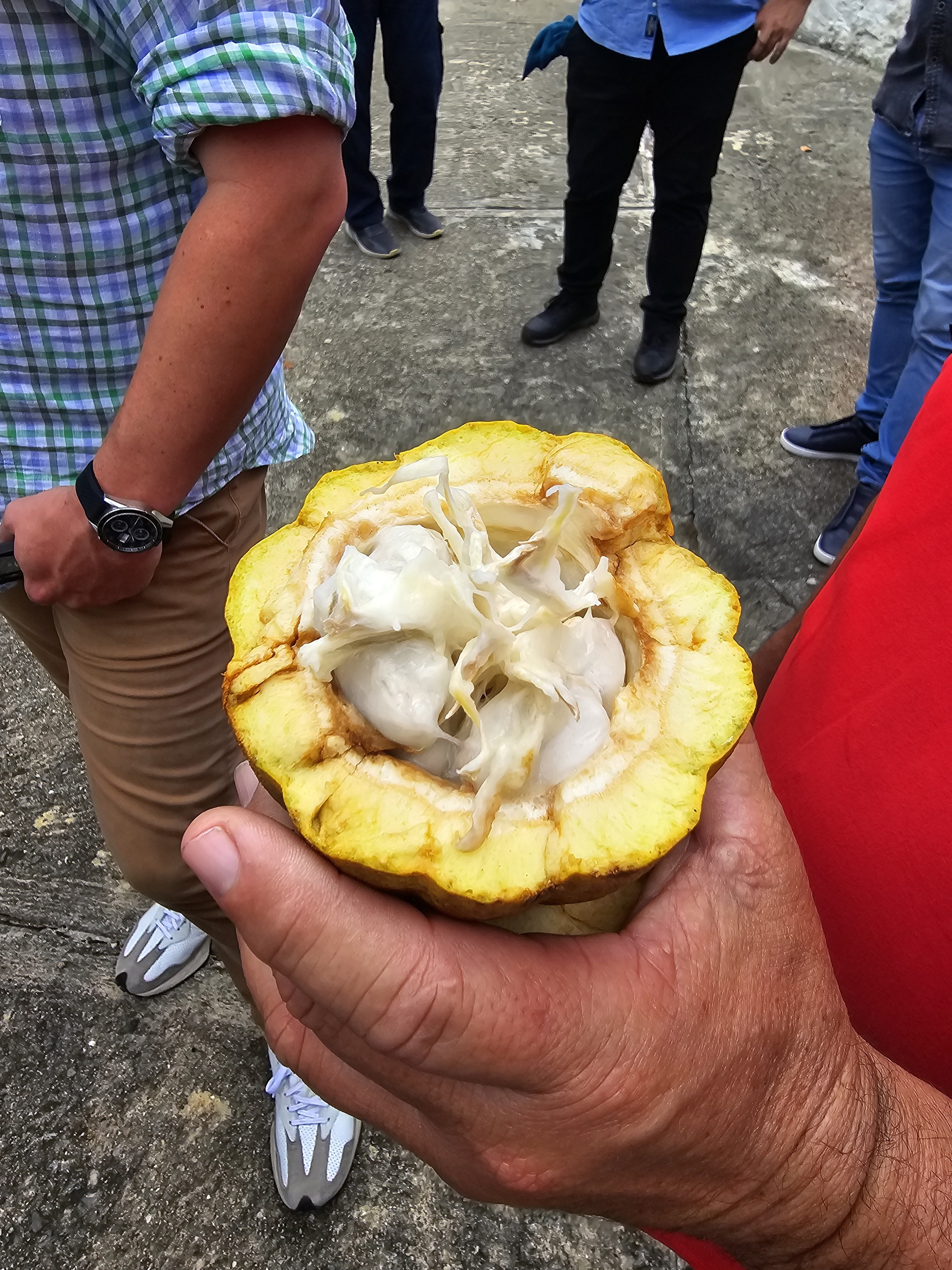 How chocolate grows - My, Cocoa, Chocolate, Venezuela, Fermentation, Drying, Farm, Longpost