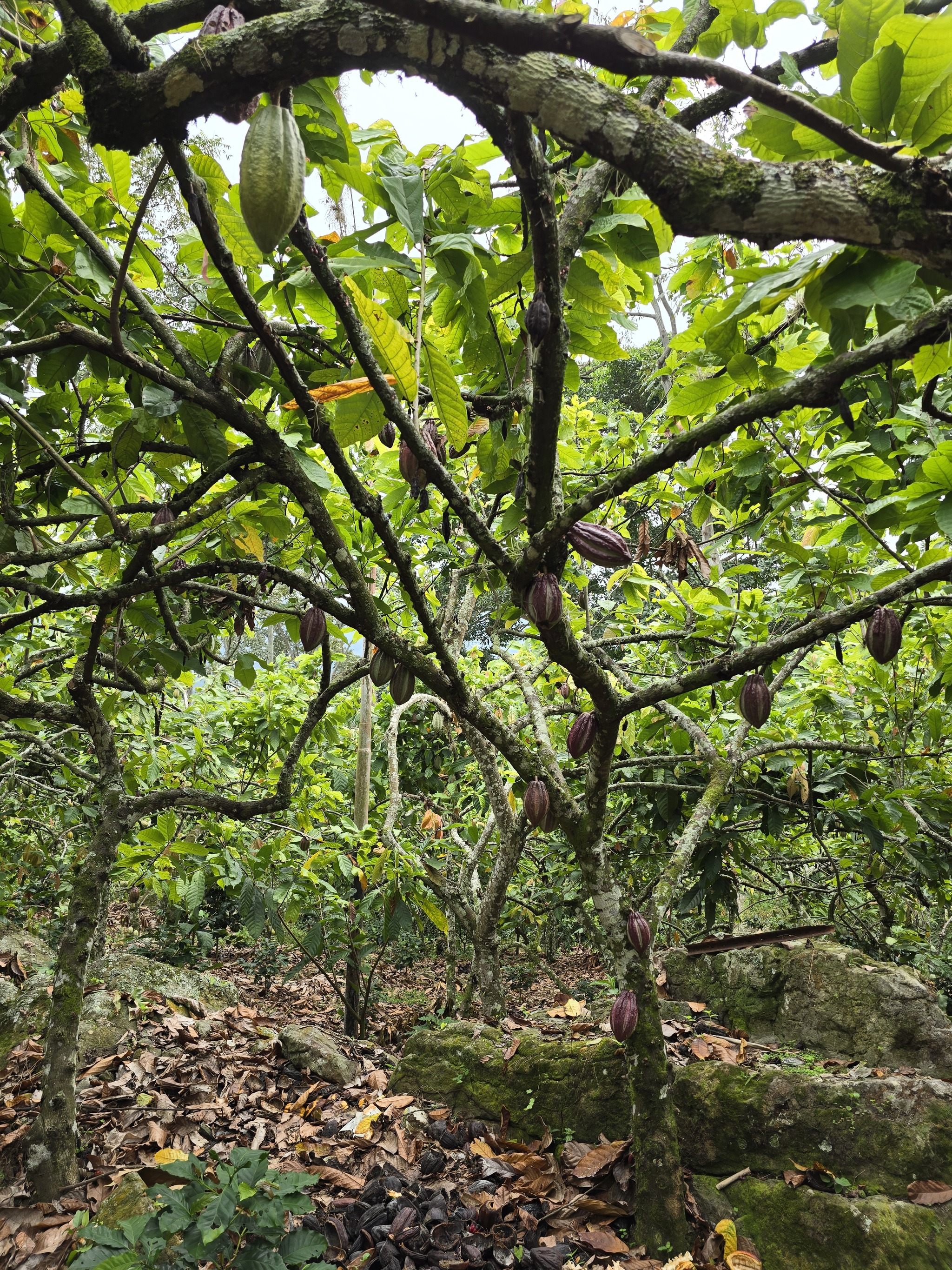 How chocolate grows - My, Cocoa, Chocolate, Venezuela, Fermentation, Drying, Farm, Longpost