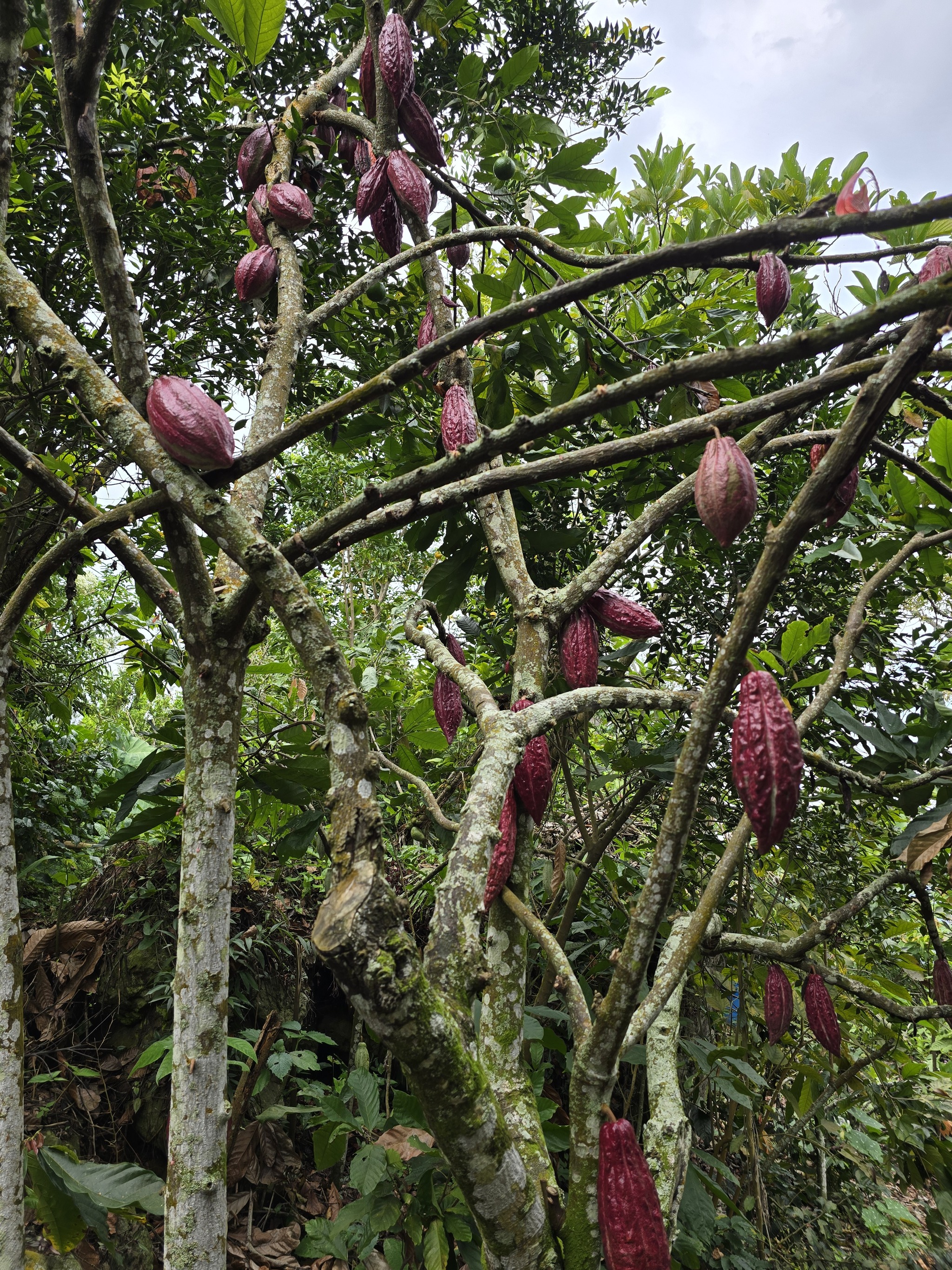 How chocolate grows - My, Cocoa, Chocolate, Venezuela, Fermentation, Drying, Farm, Longpost