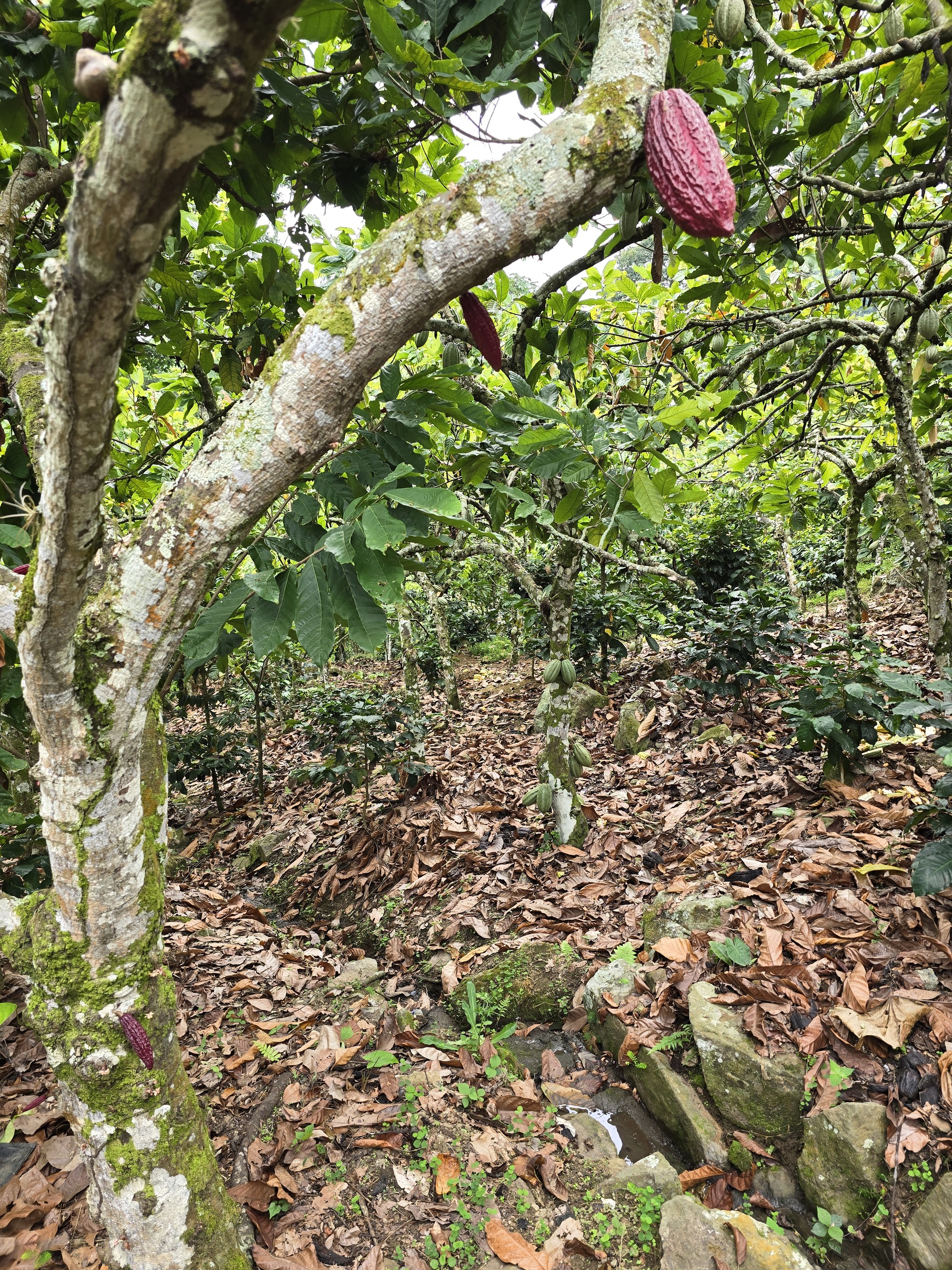 How chocolate grows - My, Cocoa, Chocolate, Venezuela, Fermentation, Drying, Farm, Longpost