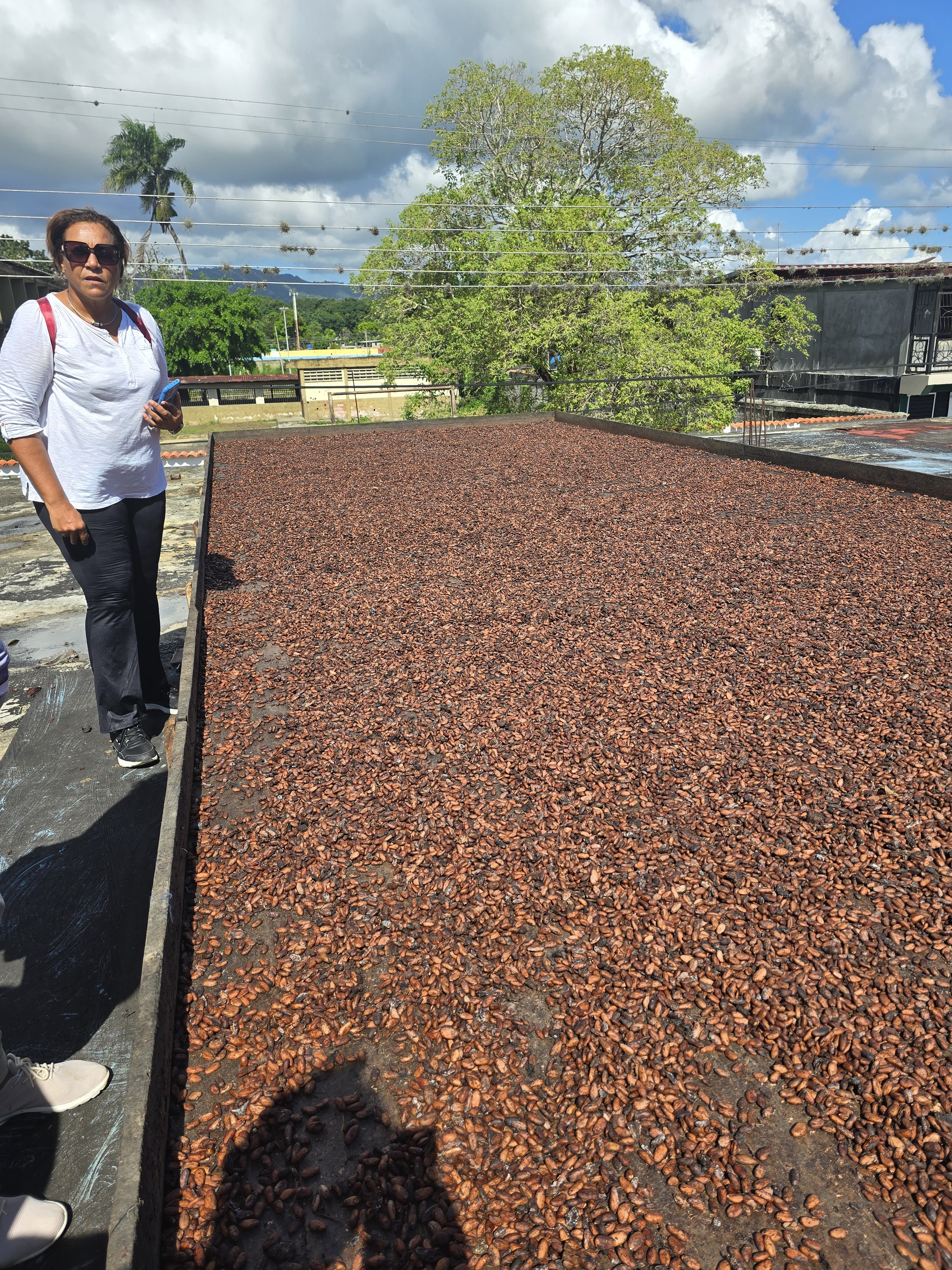 How chocolate grows - My, Cocoa, Chocolate, Venezuela, Fermentation, Drying, Farm, Longpost