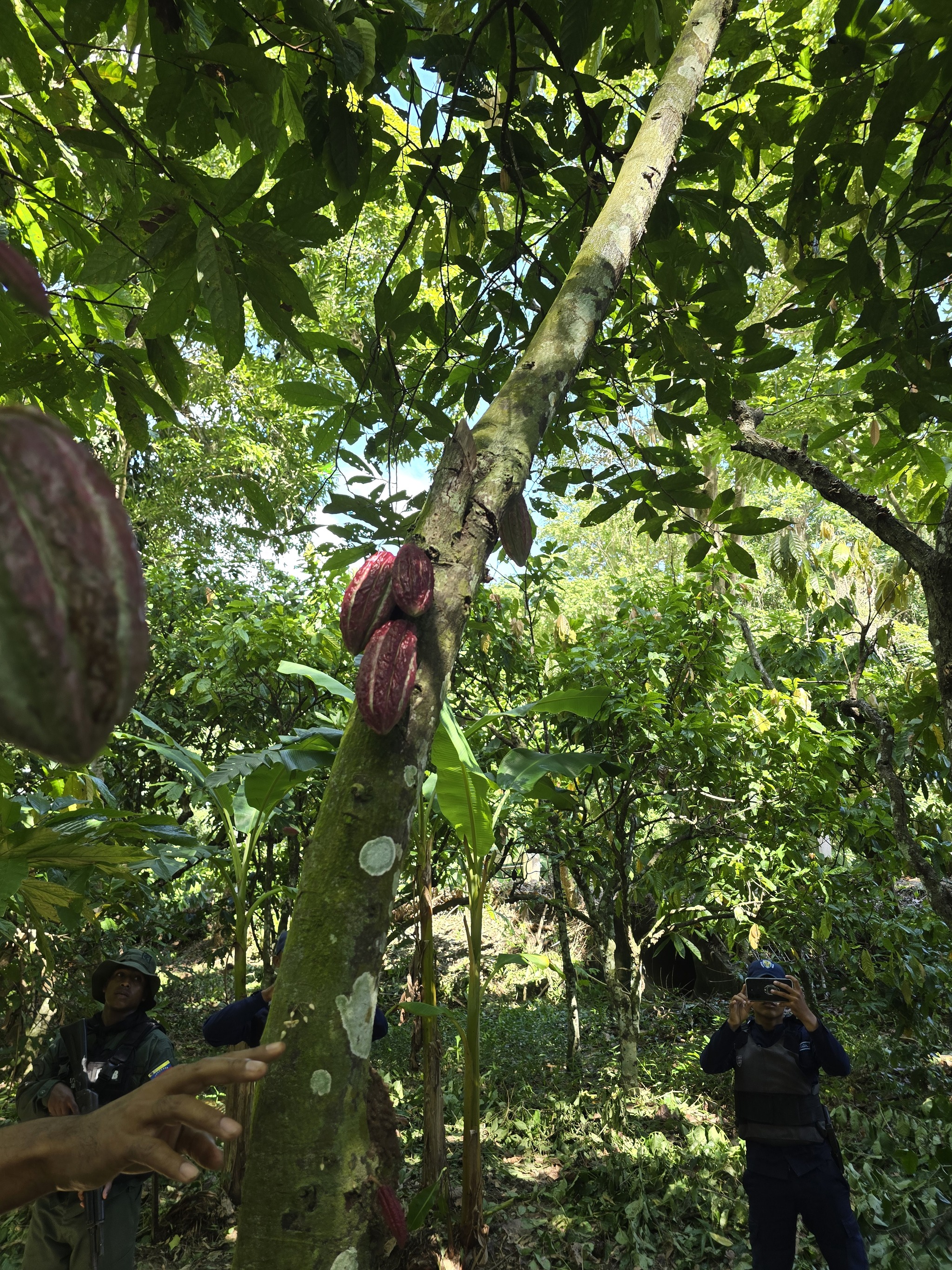 How chocolate grows - My, Cocoa, Chocolate, Venezuela, Fermentation, Drying, Farm, Longpost