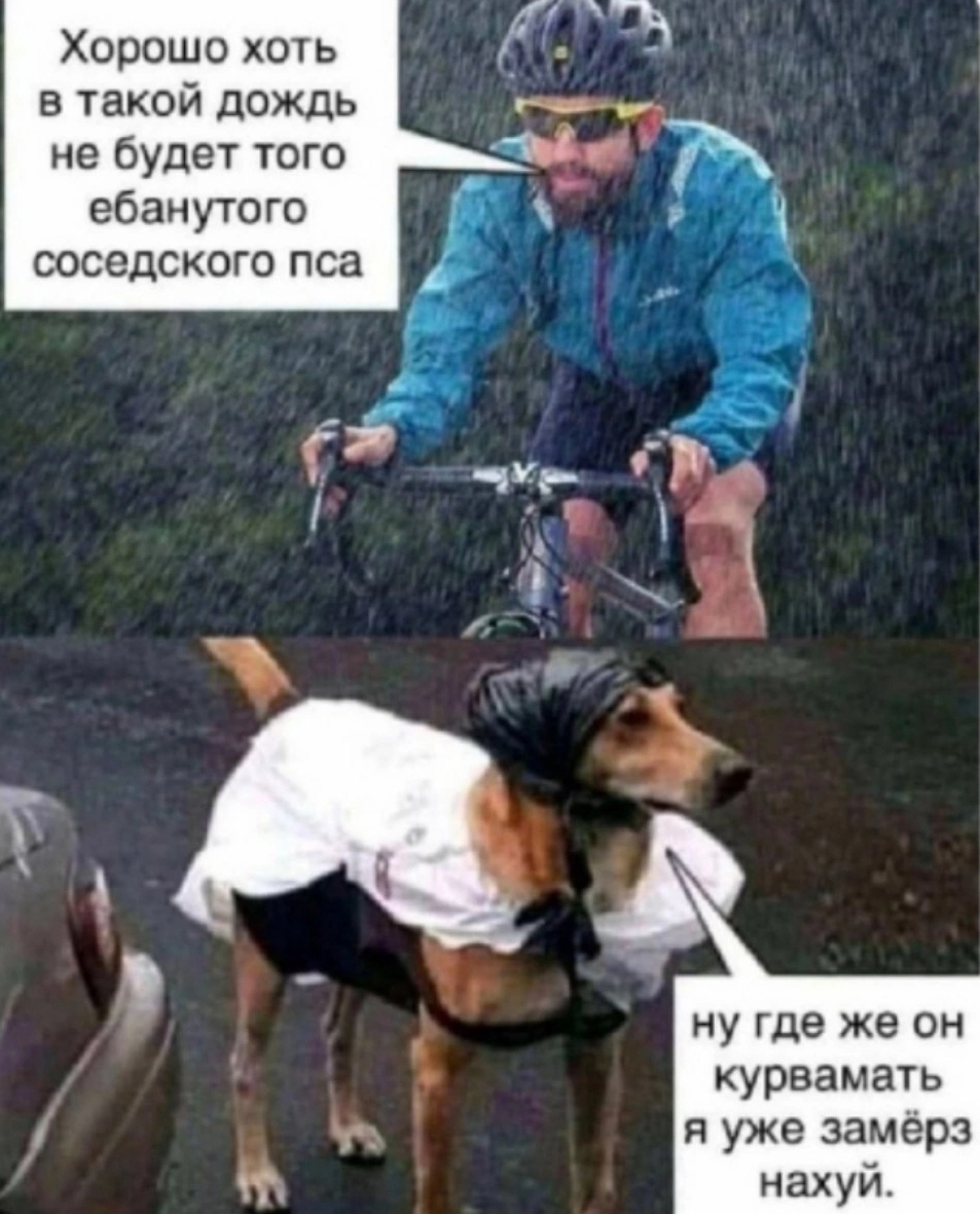 Mother of God - Memes, From the network, Images, Hardened, Mat, Picture with text, Dog, Cyclist, Rain, Repeat