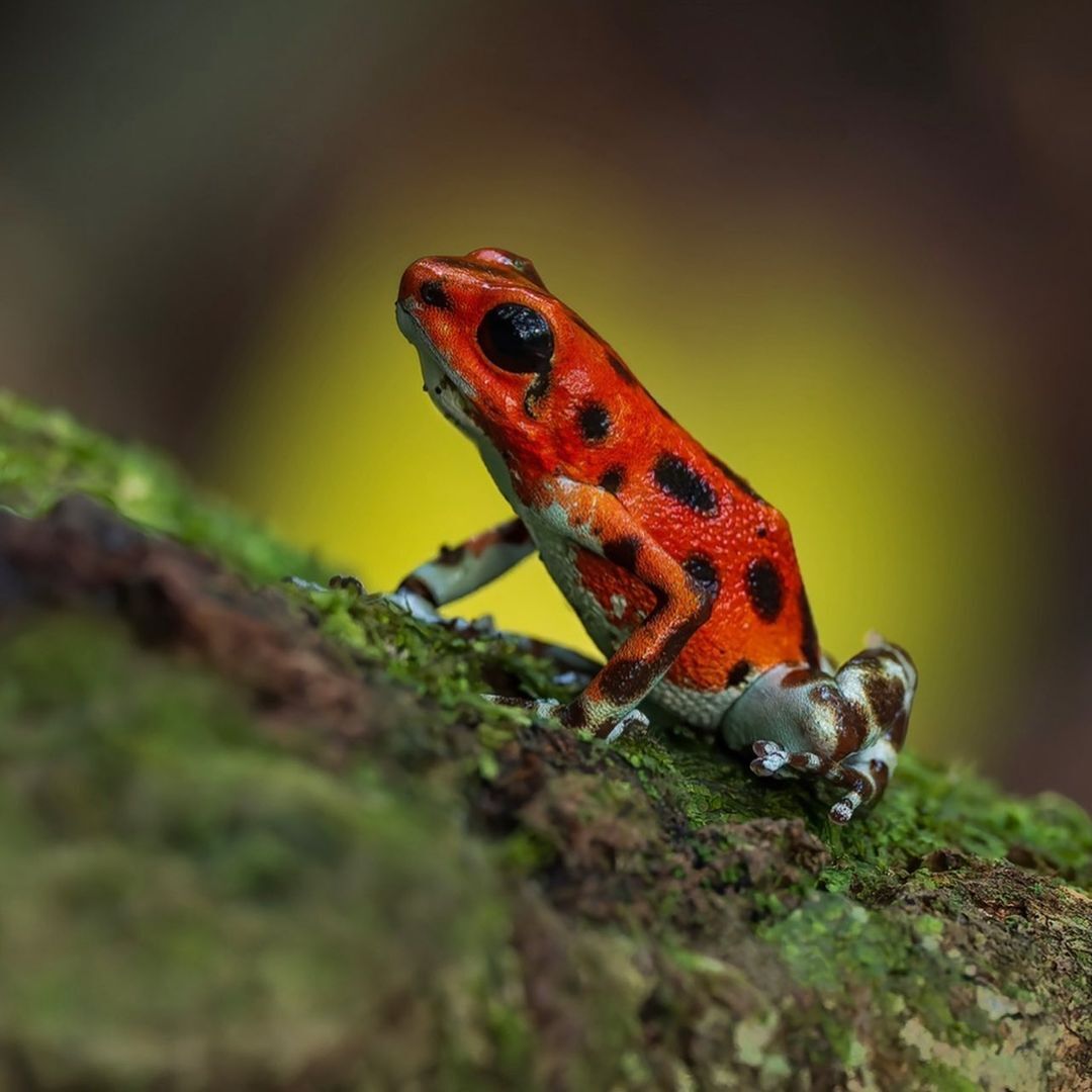 Little Poison Dart Frog - Frogs, Amphibians, Poisonous animals, Wild animals, wildlife, Central America, The photo, Tree climbers