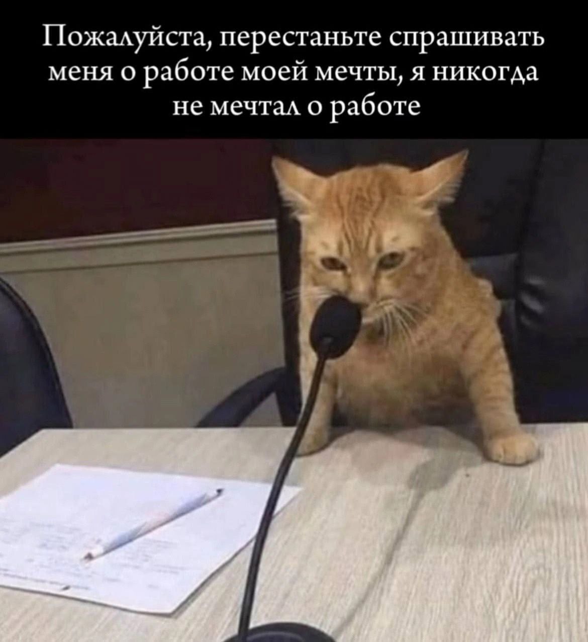 О работе мечты... - Юмор, Картинка с текстом, Кот, Работа, Работа мечты, Зашакалено