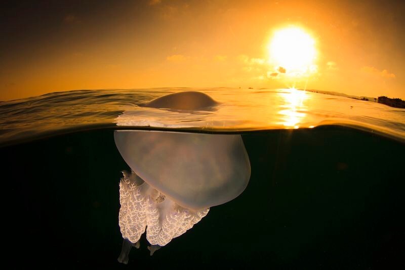 At sunset - Jellyfish, Marine life, wildlife, Mediterranean Sea, Spain, Sunset, The sun, The photo