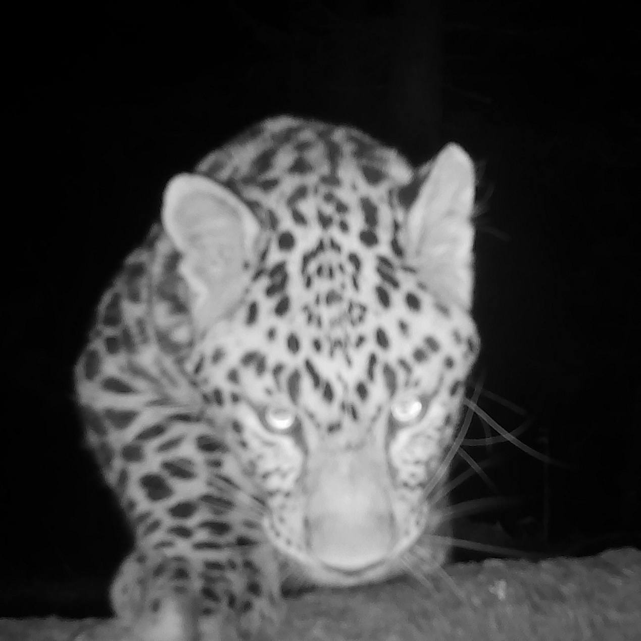 The night is tender - Far Eastern leopard, The photo, Night shooting, Leopard, National park, Land of the Leopard, Primorsky Krai, Phototrap, wildlife, Wild animals, Cat family, Big cats, Predatory animals, Telegram (link), Longpost