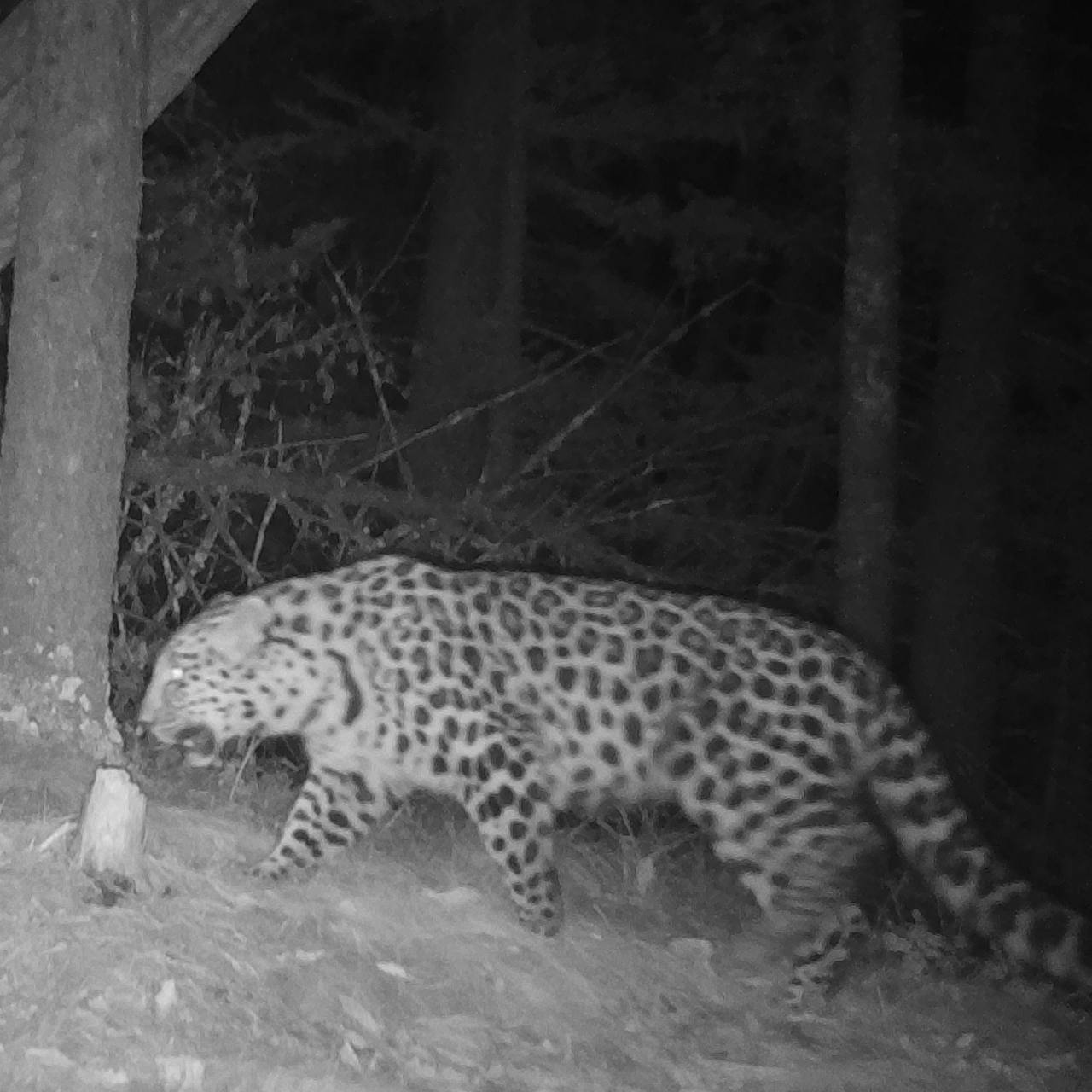 The night is tender - Far Eastern leopard, The photo, Night shooting, Leopard, National park, Land of the Leopard, Primorsky Krai, Phototrap, wildlife, Wild animals, Cat family, Big cats, Predatory animals, Telegram (link), Longpost