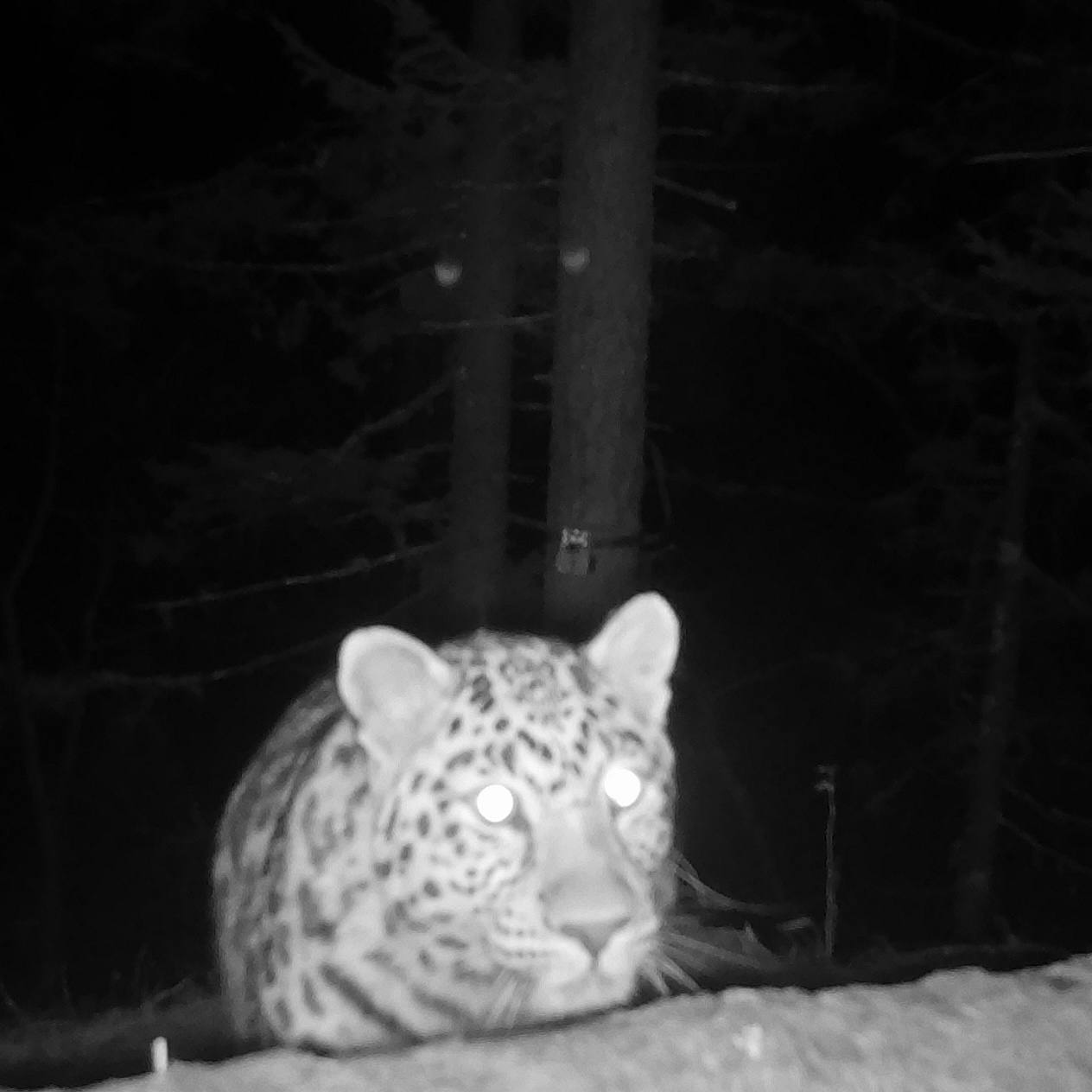 The night is tender - Far Eastern leopard, The photo, Night shooting, Leopard, National park, Land of the Leopard, Primorsky Krai, Phototrap, wildlife, Wild animals, Cat family, Big cats, Predatory animals, Telegram (link), Longpost