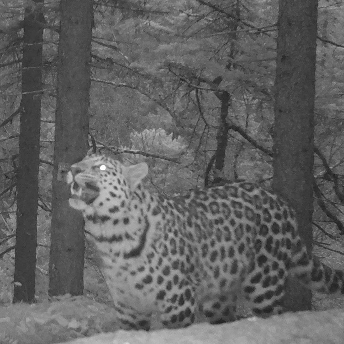 The night is tender - Far Eastern leopard, The photo, Night shooting, Leopard, National park, Land of the Leopard, Primorsky Krai, Phototrap, wildlife, Wild animals, Cat family, Big cats, Predatory animals, Telegram (link), Longpost