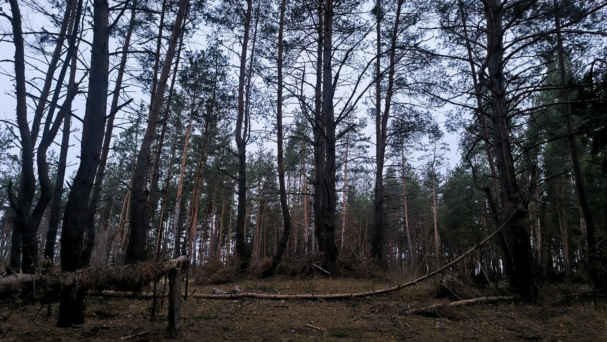 Atmospheric... - My, Mobile photography, Forest, Road, Barbed wire, No filters, LPR, Longpost