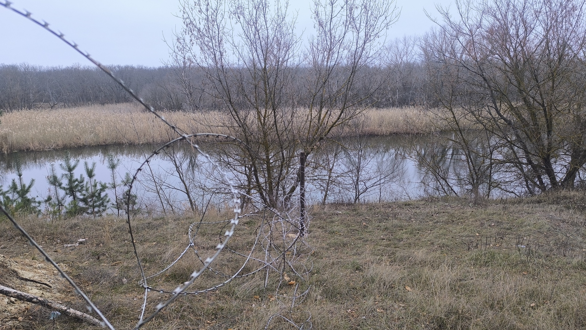 Atmospheric... - My, Mobile photography, Forest, Road, Barbed wire, No filters, LPR, Longpost