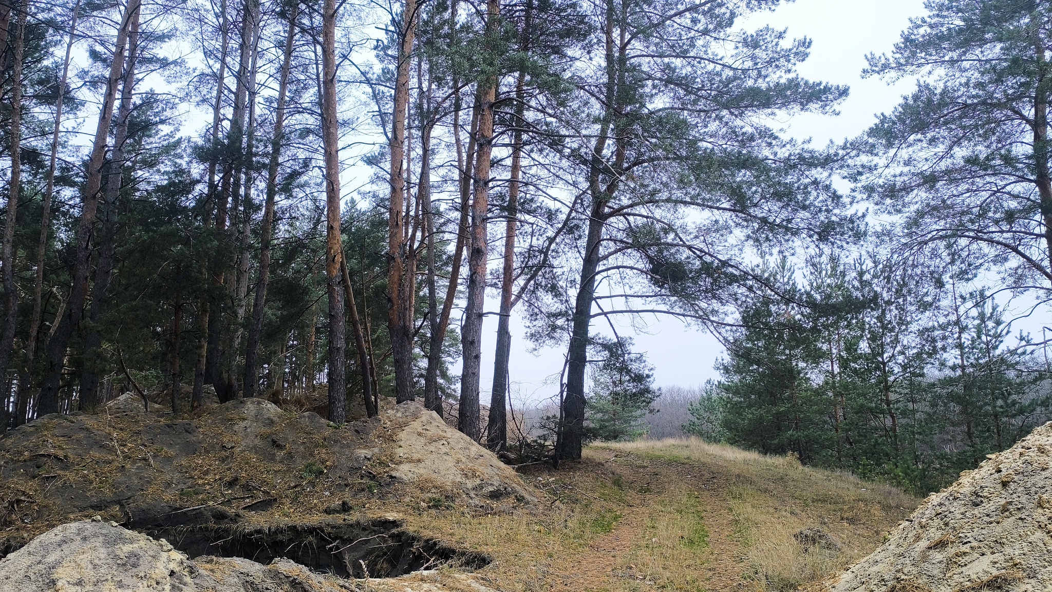 Atmospheric... - My, Mobile photography, Forest, Road, Barbed wire, No filters, LPR, Longpost