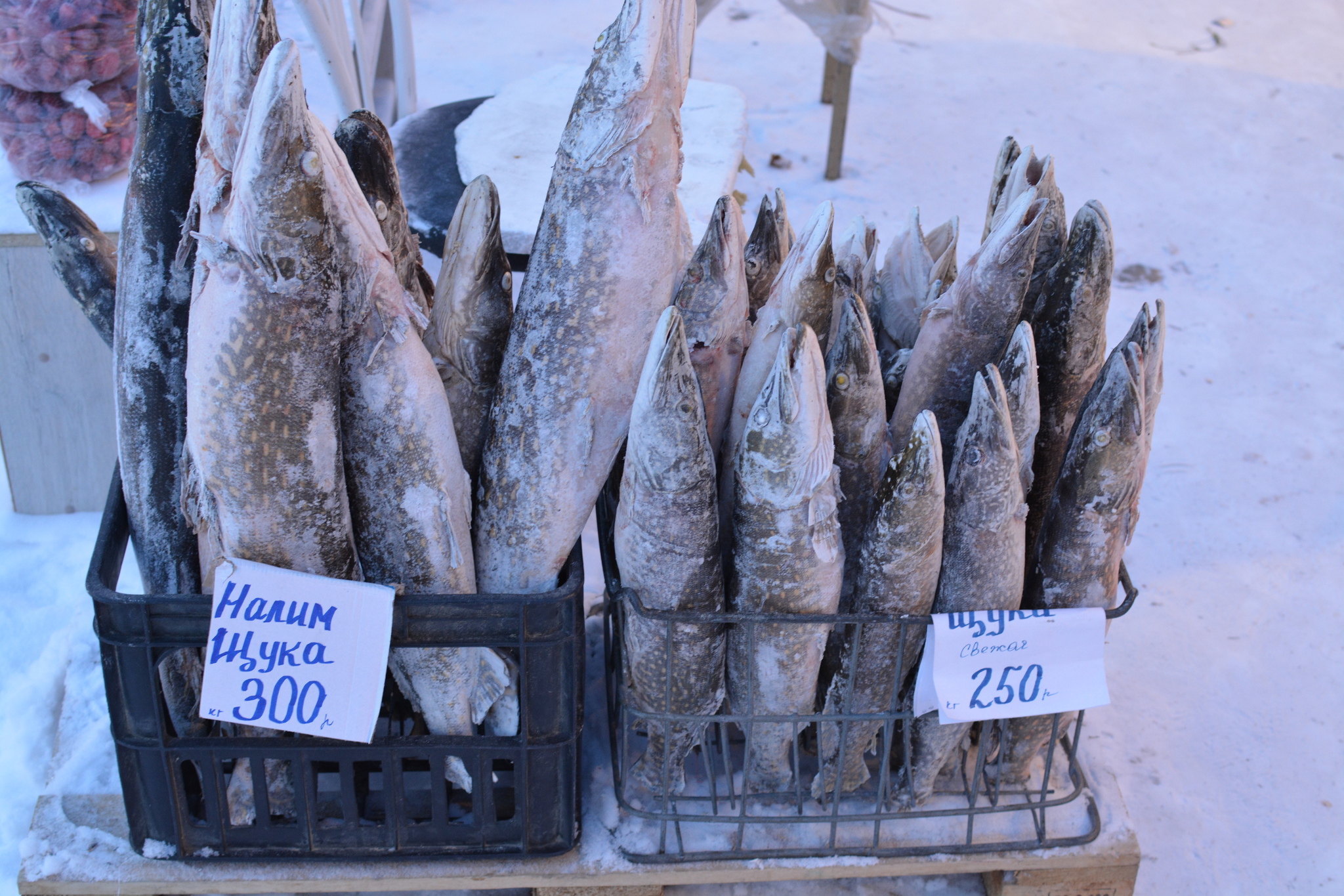 At the coldest market in Russia - My, A fish, Market, Cold, Winter, Winter fishing, Yakutia, Longpost