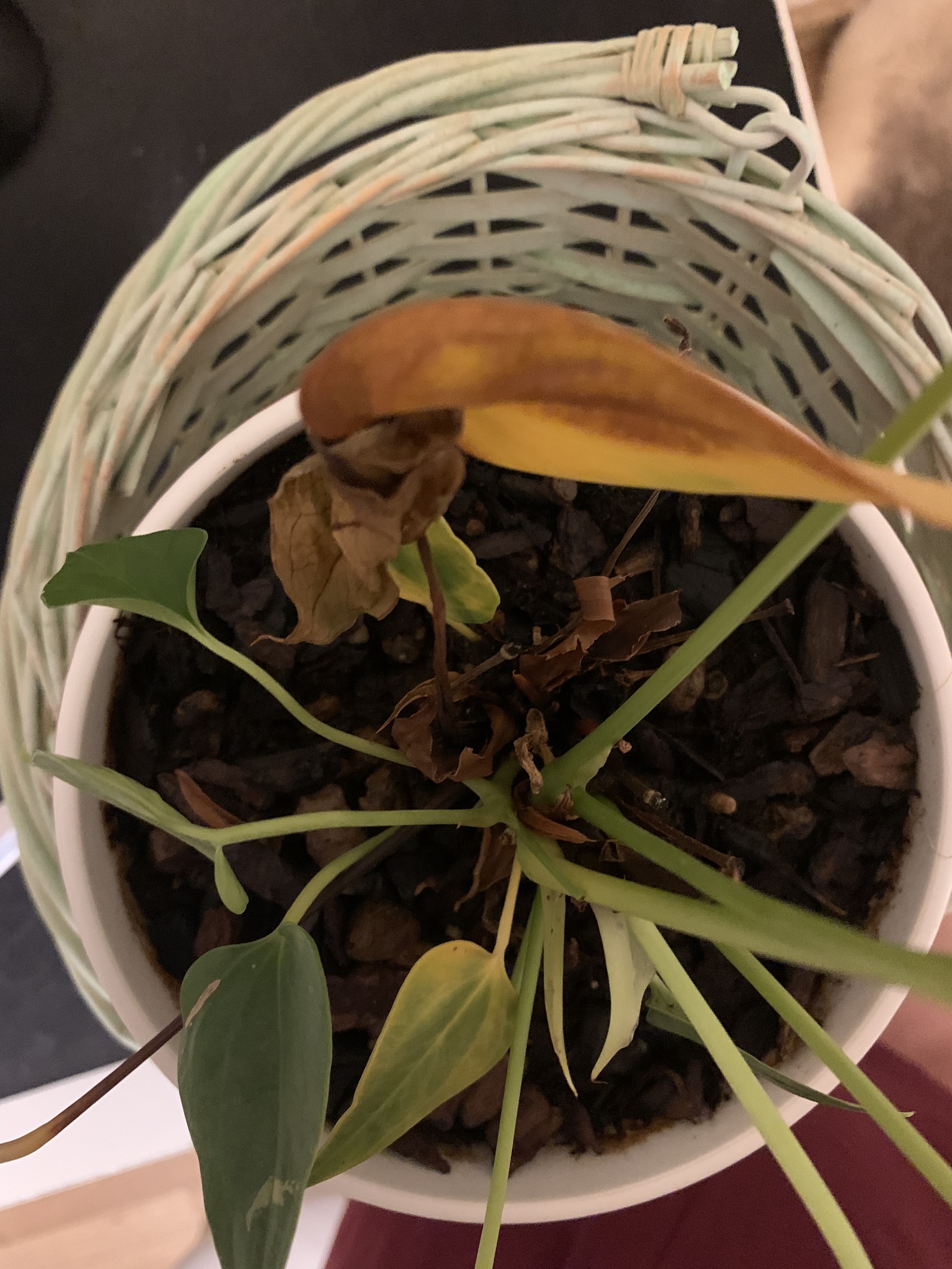 Anthurium is drying up - what to do? - My, No rating, Flowers, Floriculture, Help, Plants, Gardening, Bloom, Houseplants, Question, Ask Peekaboo, Longpost