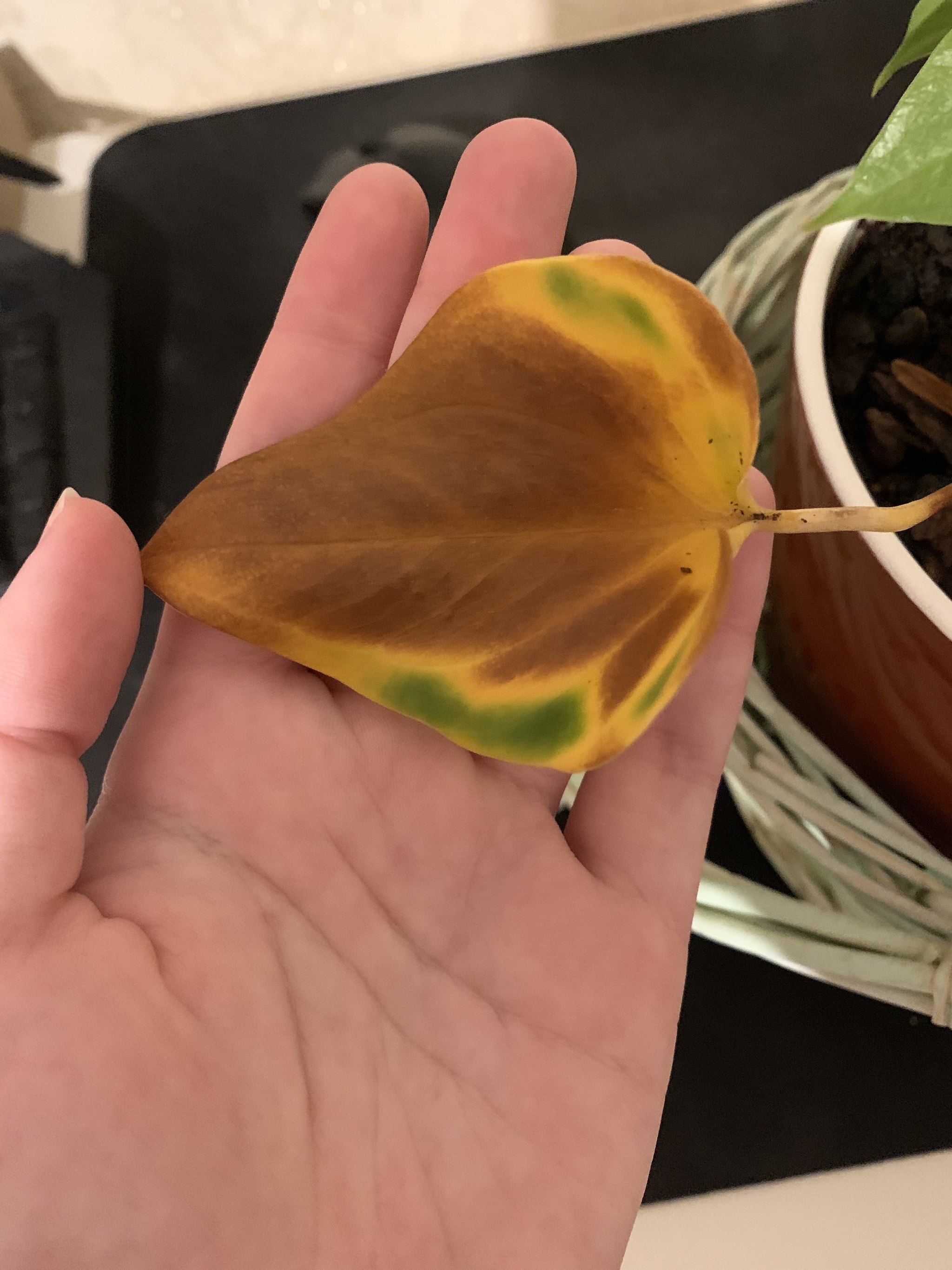 Anthurium is drying up - what to do? - My, No rating, Flowers, Floriculture, Help, Plants, Gardening, Bloom, Houseplants, Question, Ask Peekaboo, Longpost