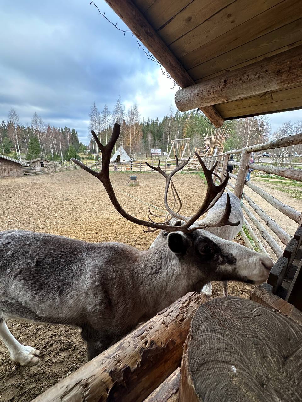 Let's dilute the equestrian content a little \ Elks and Deer - My, Animals, Pets, Wild animals, Elk, Deer, Elk Farm, Zoo, Contact zoo, Video, Vertical video, Longpost