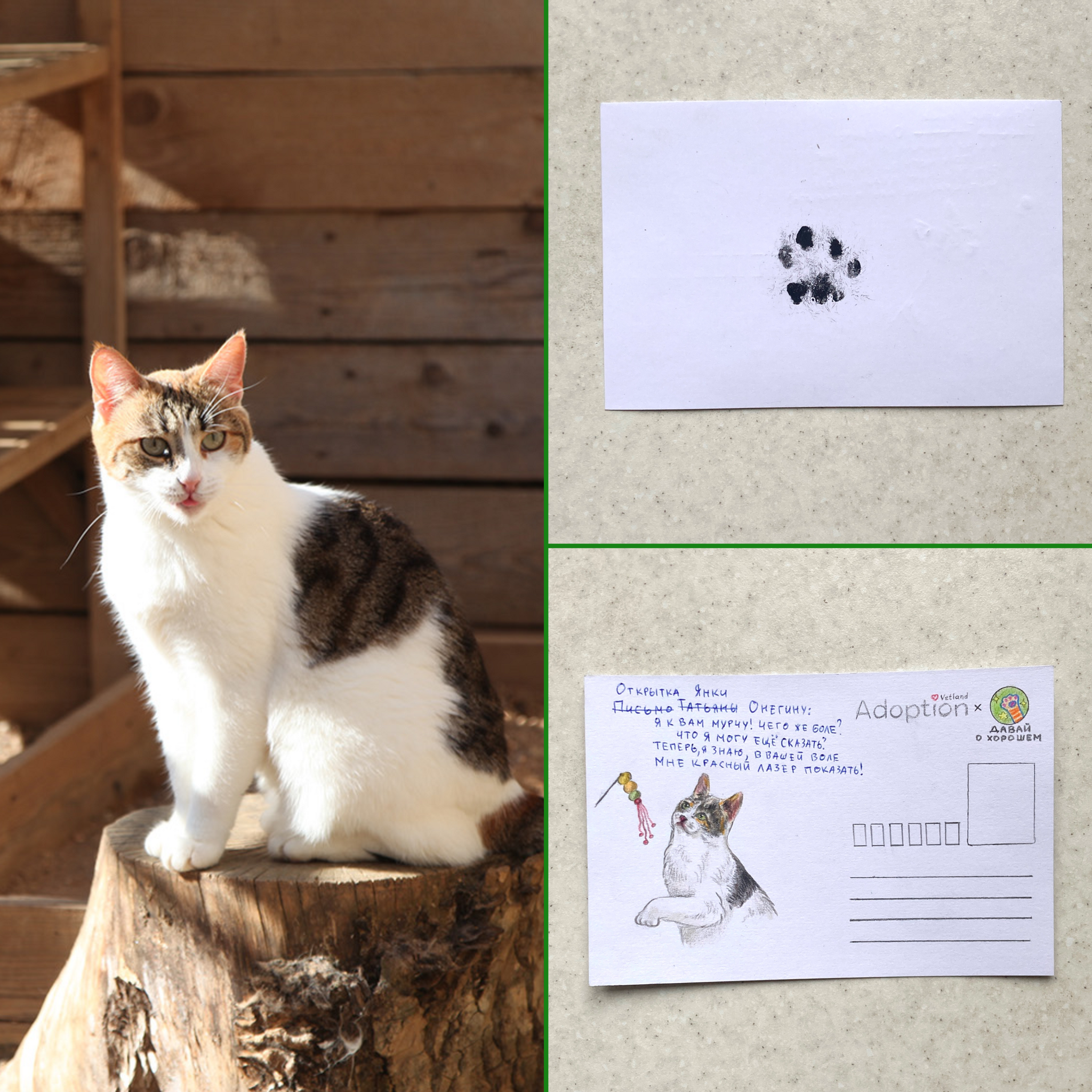 Our cat drawings sold for 35,000 rubles at a charity auction - My, Good news, Picture with text, cat, Auction, Longpost