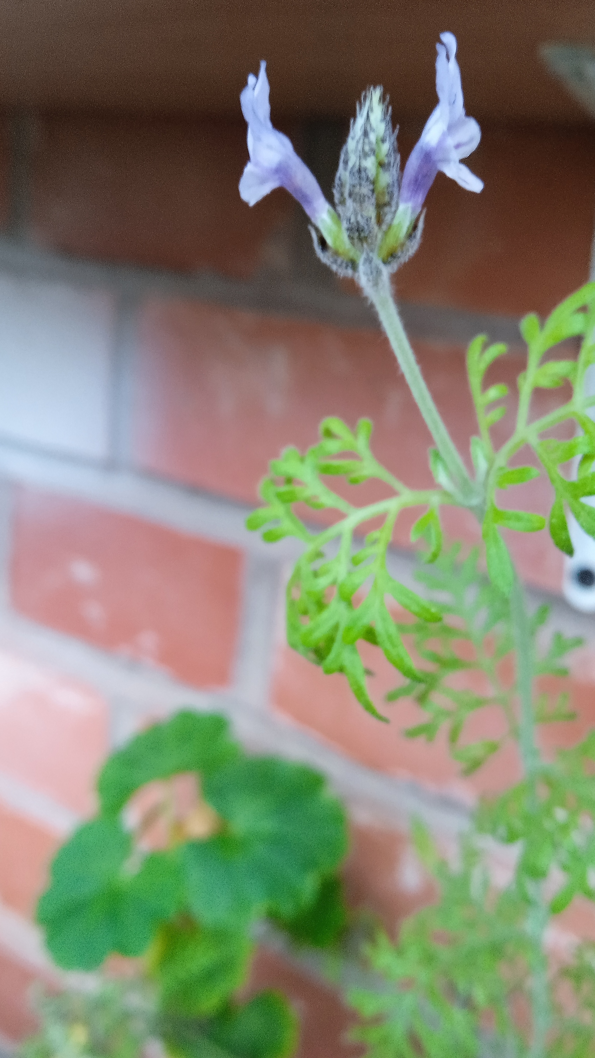 Chrysanthemums bloom in Saint Petersburg in December. (on a glassed-in balcony) - My, Chrysanthemums, Houseplants, Balcony, Longpost