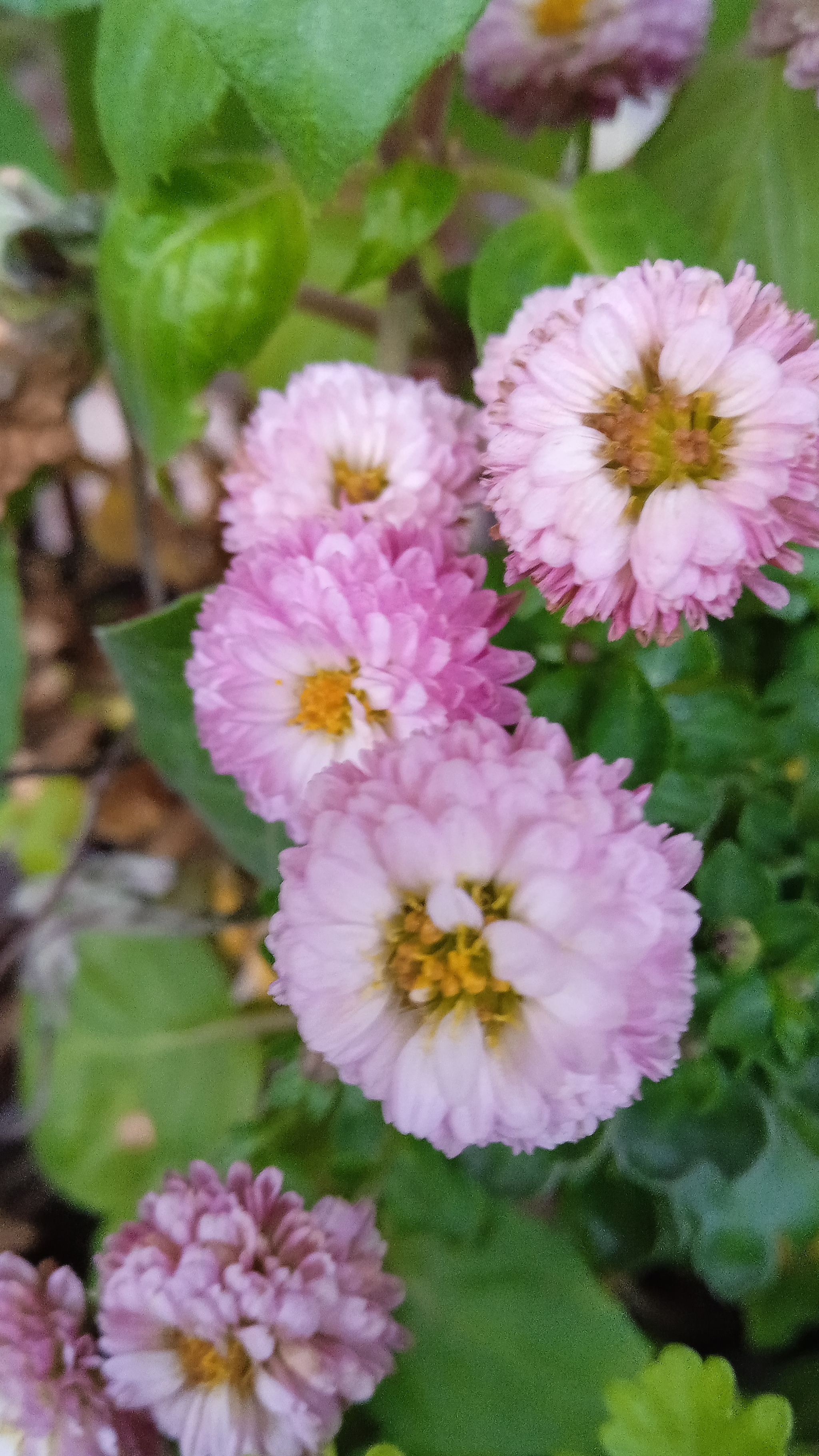 Chrysanthemums bloom in Saint Petersburg in December. (on a glassed-in balcony) - My, Chrysanthemums, Houseplants, Balcony, Longpost