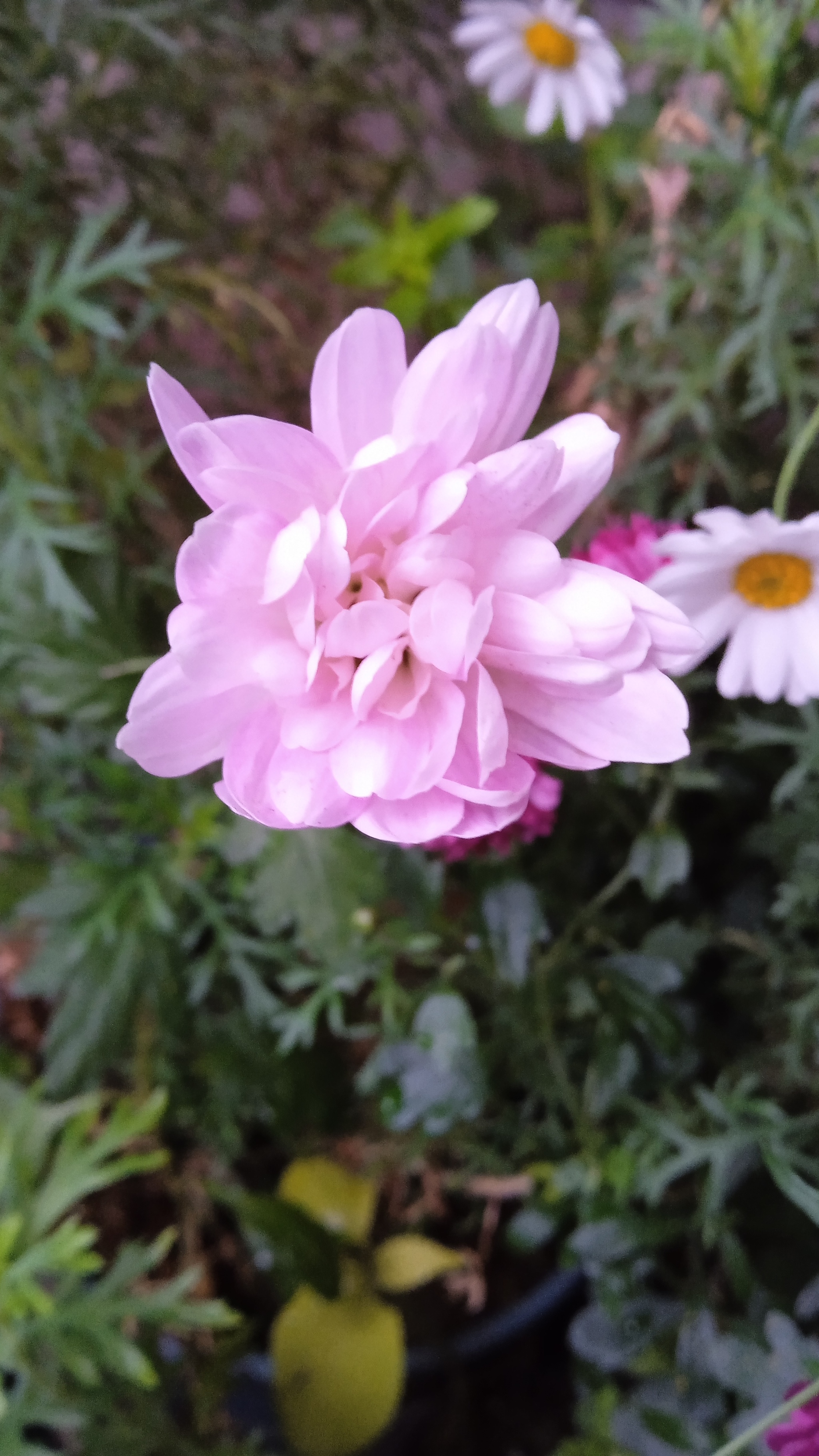 Chrysanthemums bloom in Saint Petersburg in December. (on a glassed-in balcony) - My, Chrysanthemums, Houseplants, Balcony, Longpost