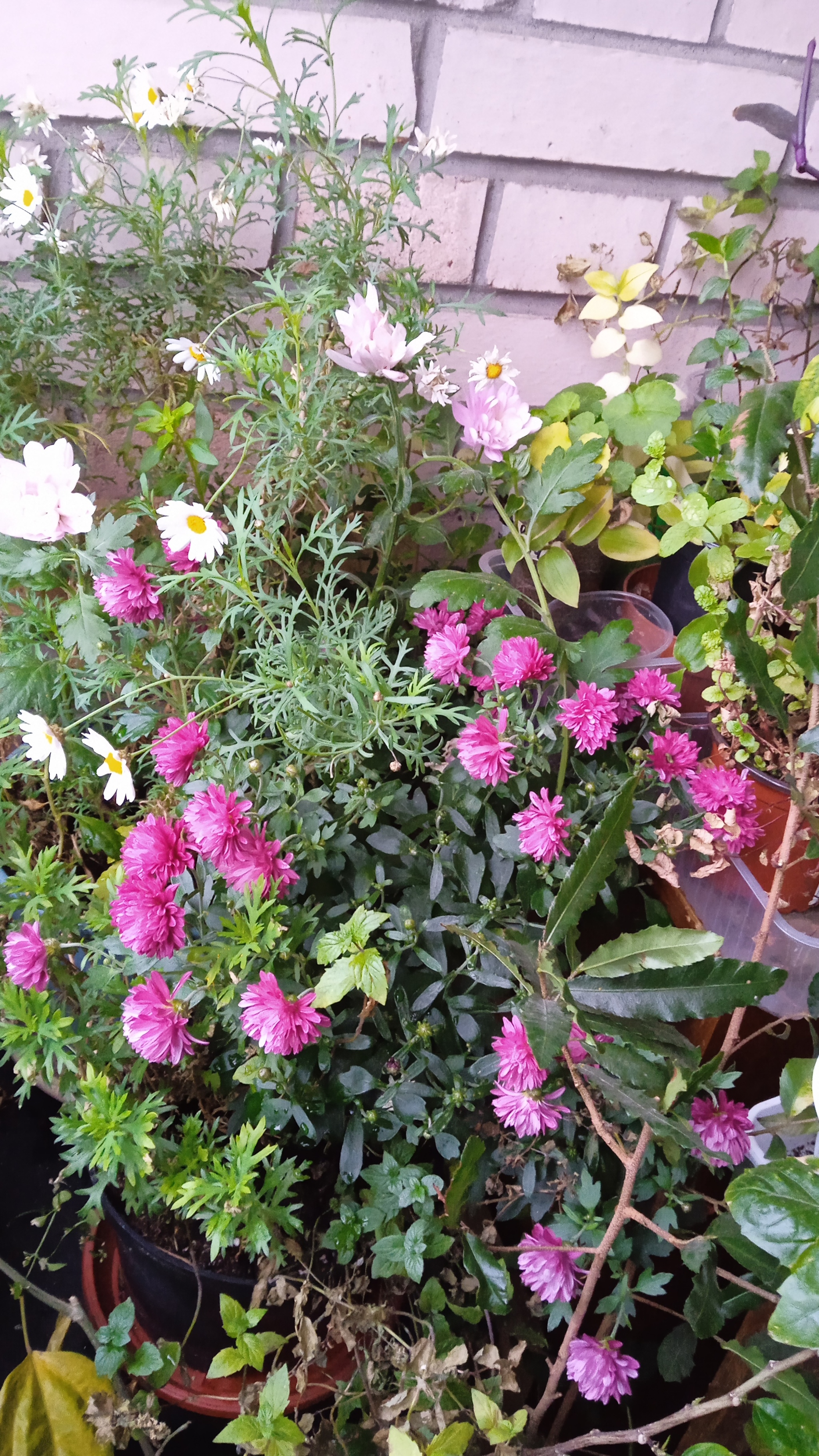 Chrysanthemums bloom in Saint Petersburg in December. (on a glassed-in balcony) - My, Chrysanthemums, Houseplants, Balcony, Longpost