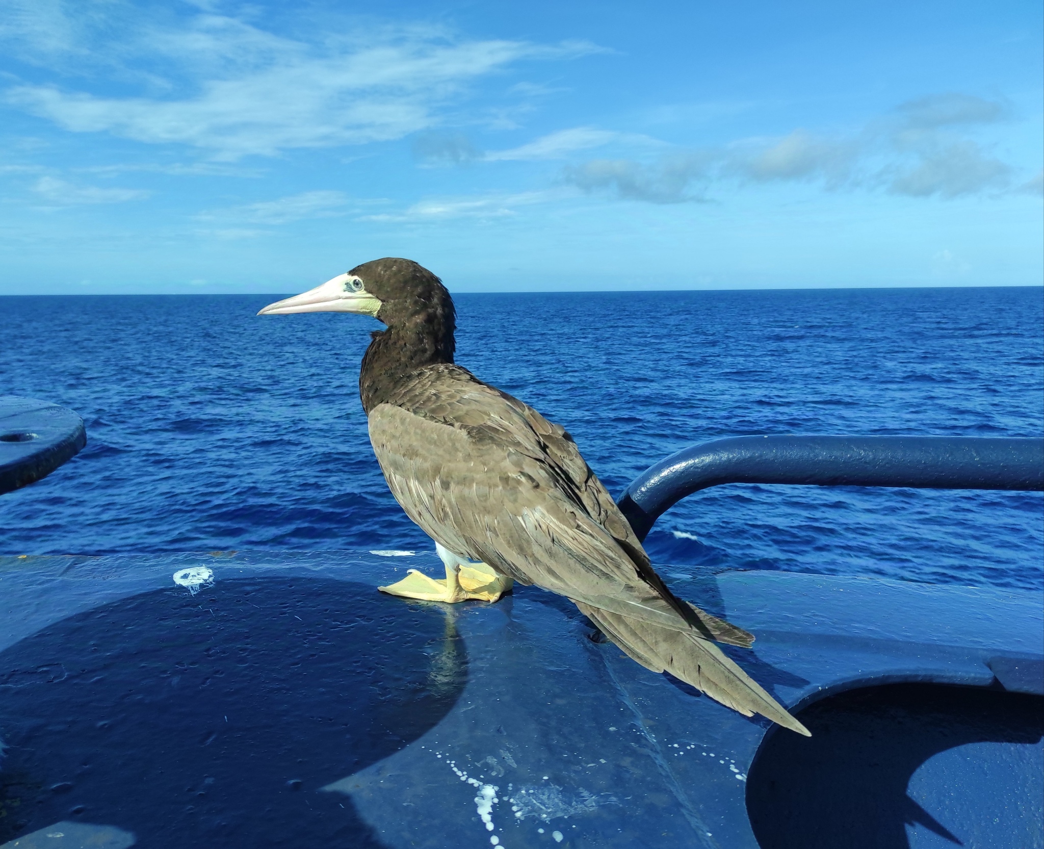 Brown Booby - My, The photo, Birds, Sea, Work at sea, Video, Longpost