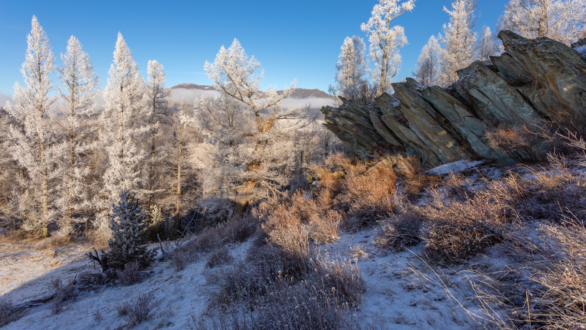 The beginning of winter! - My, Plants, Altai Republic, Botany, Entertaining botany, Nature, Winter, Botmuseum, Botanical Museum of the Botanical Institute of the Russian Academy of Sciences, Botanical Museum, Longpost