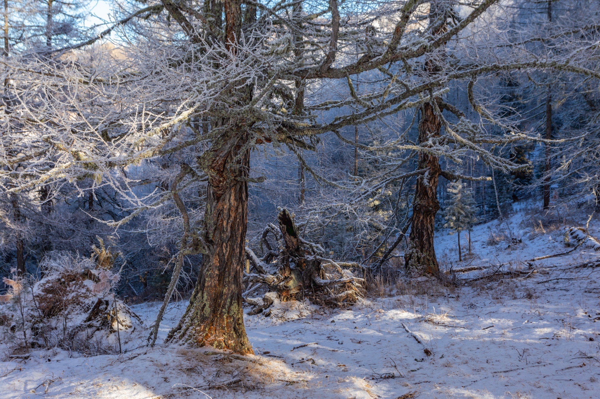 The beginning of winter! - My, Plants, Altai Republic, Botany, Entertaining botany, Nature, Winter, Botmuseum, Botanical Museum of the Botanical Institute of the Russian Academy of Sciences, Botanical Museum, Longpost