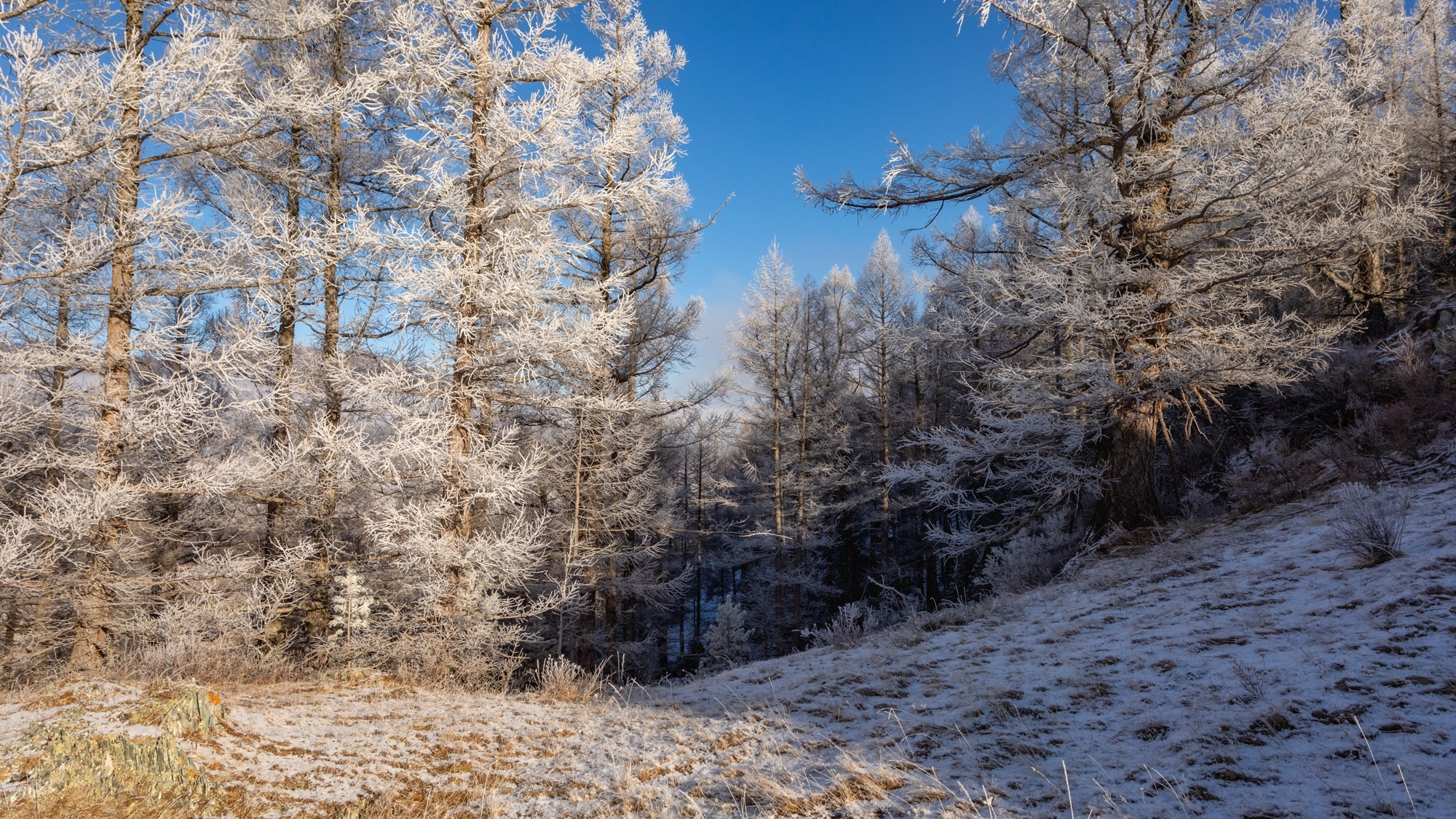 The beginning of winter! - My, Plants, Altai Republic, Botany, Entertaining botany, Nature, Winter, Botmuseum, Botanical Museum of the Botanical Institute of the Russian Academy of Sciences, Botanical Museum, Longpost