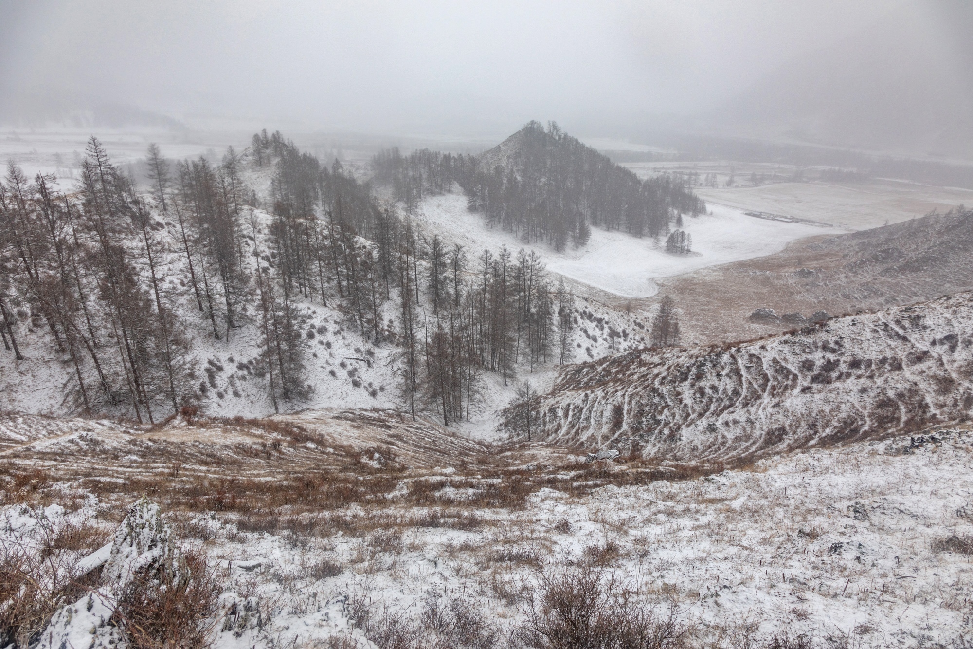 The beginning of winter! - My, Plants, Altai Republic, Botany, Entertaining botany, Nature, Winter, Botmuseum, Botanical Museum of the Botanical Institute of the Russian Academy of Sciences, Botanical Museum, Longpost