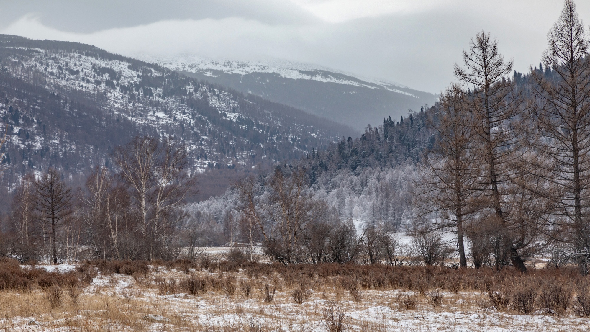 The beginning of winter! - My, Plants, Altai Republic, Botany, Entertaining botany, Nature, Winter, Botmuseum, Botanical Museum of the Botanical Institute of the Russian Academy of Sciences, Botanical Museum, Longpost