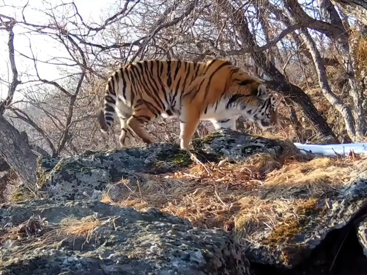 Разница всего в сутки - Большие кошки, Амурский тигр, Дальневосточный леопард, Сравнение, Тигр, Леопард, Фотоловушка, Национальный парк, Земля Леопарда, Приморский край, Дикие животные, Хищные животные, Дикая природа, Семейство кошачьих, Telegram (ссылка)