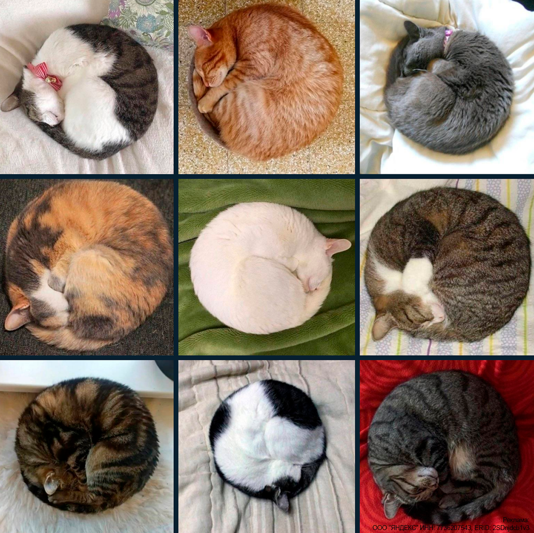 Everything ideal on earth strives for the form of a spiral - cat, Memes