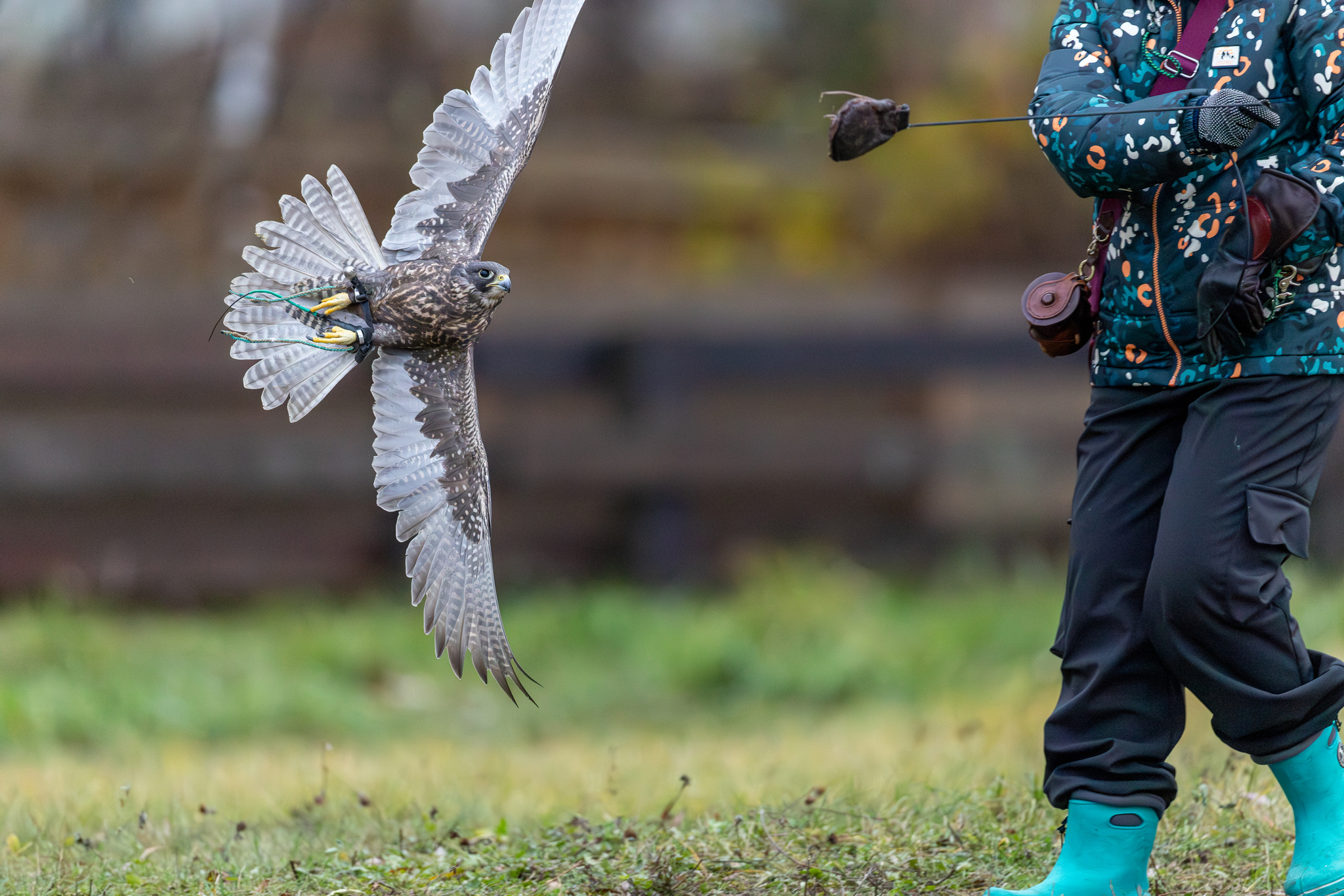 Pictures from photo hunting 98. Sokoliniy Dvor, Kolomenskoye. Part 1 - My, Ornithology League, Birds, Photo hunting, The photo, Ornithology, Falconry, Kolomenskoe, Predator birds, Longpost