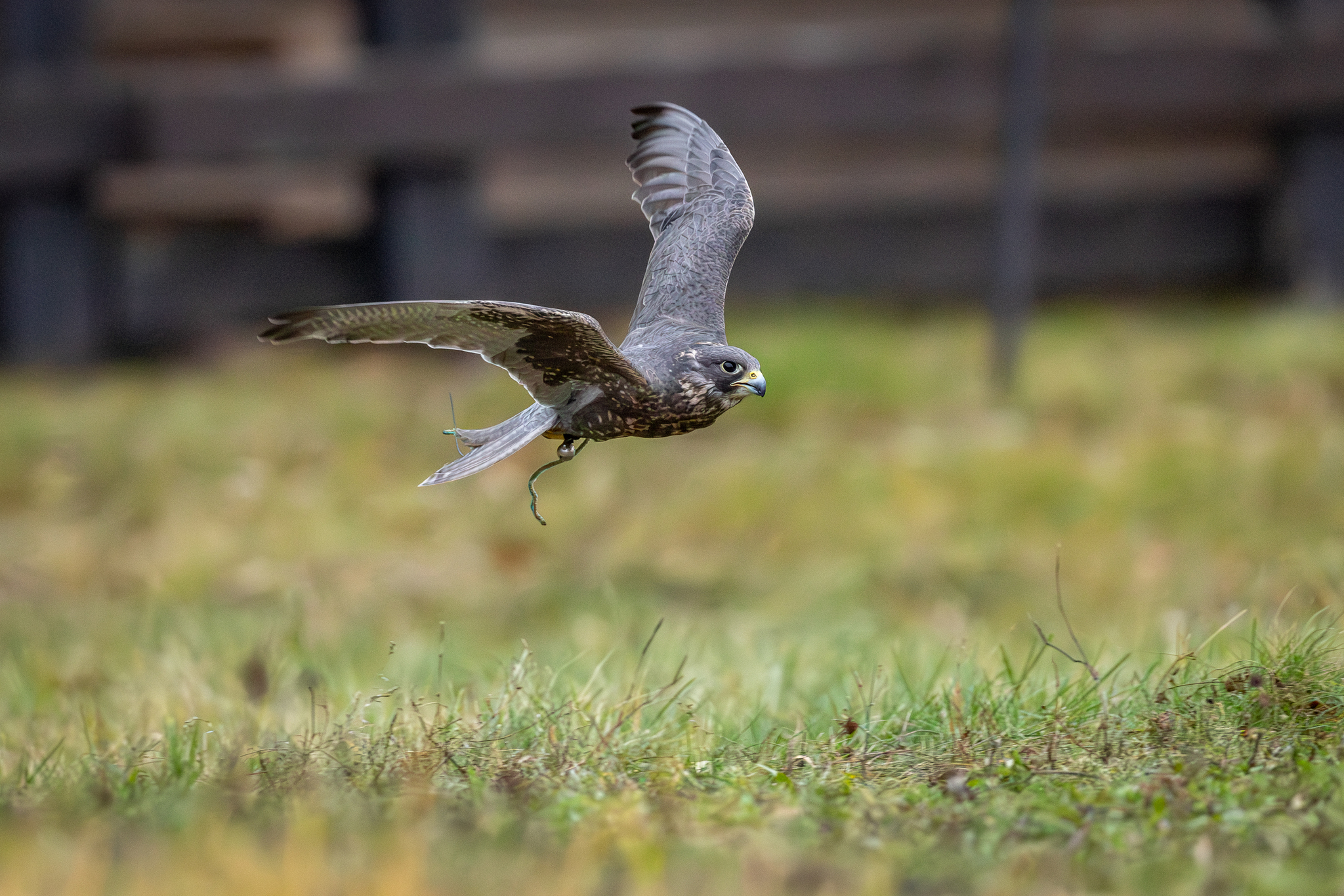 Pictures from photo hunting 98. Sokoliniy Dvor, Kolomenskoye. Part 1 - My, Ornithology League, Birds, Photo hunting, The photo, Ornithology, Falconry, Kolomenskoe, Predator birds, Longpost