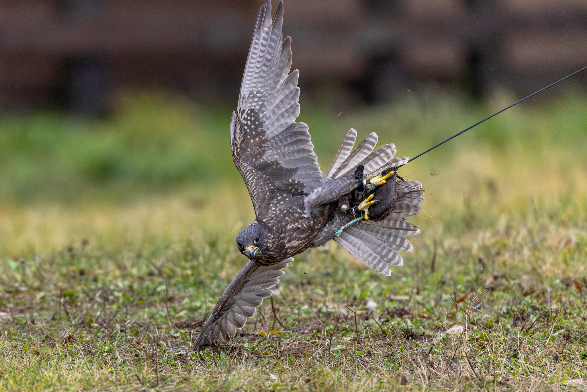 Pictures from photo hunting 98. Sokoliniy Dvor, Kolomenskoye. Part 1 - My, Ornithology League, Birds, Photo hunting, The photo, Ornithology, Falconry, Kolomenskoe, Predator birds, Longpost