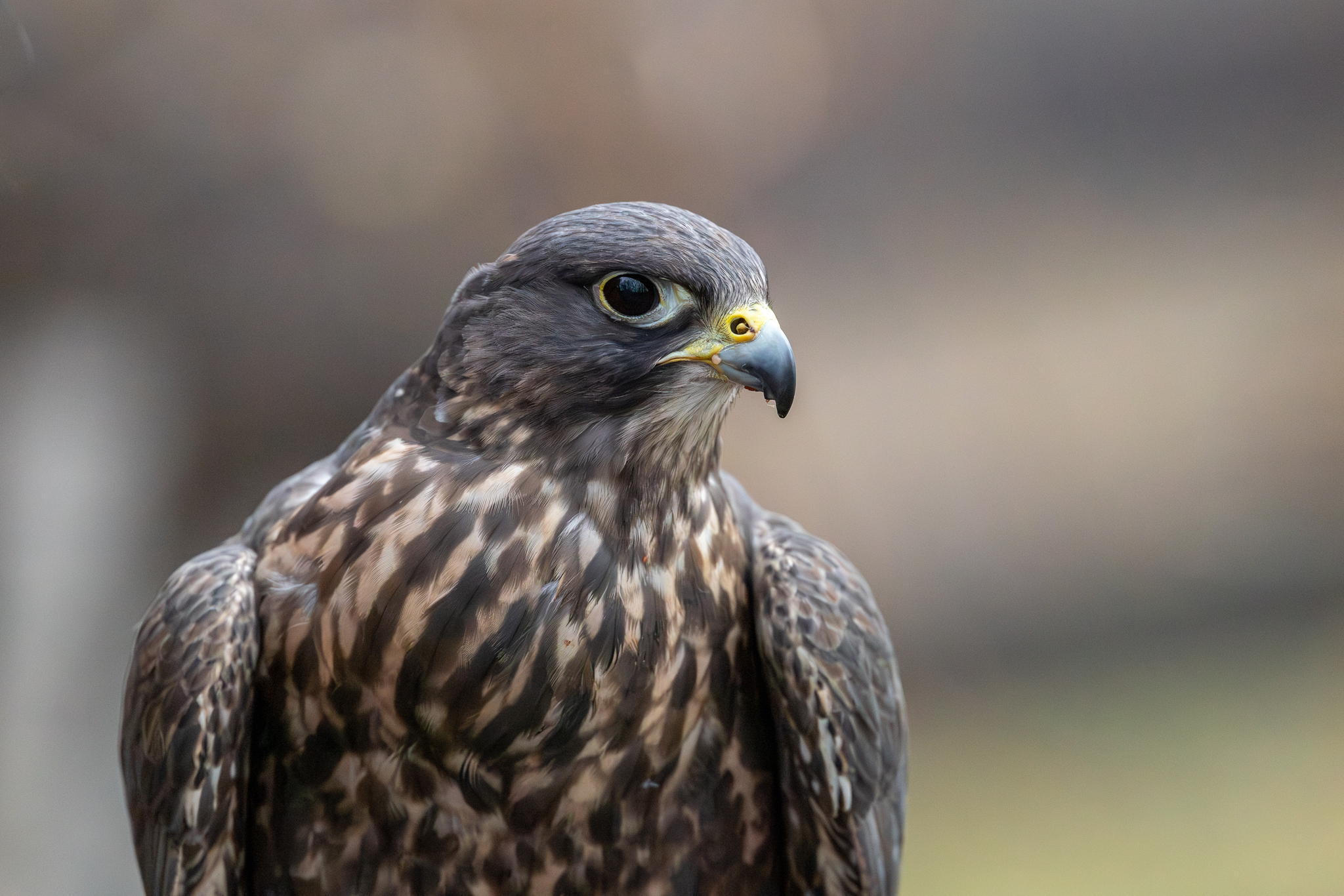 Pictures from photo hunting 98. Sokoliniy Dvor, Kolomenskoye. Part 1 - My, Ornithology League, Birds, Photo hunting, The photo, Ornithology, Falconry, Kolomenskoe, Predator birds, Longpost