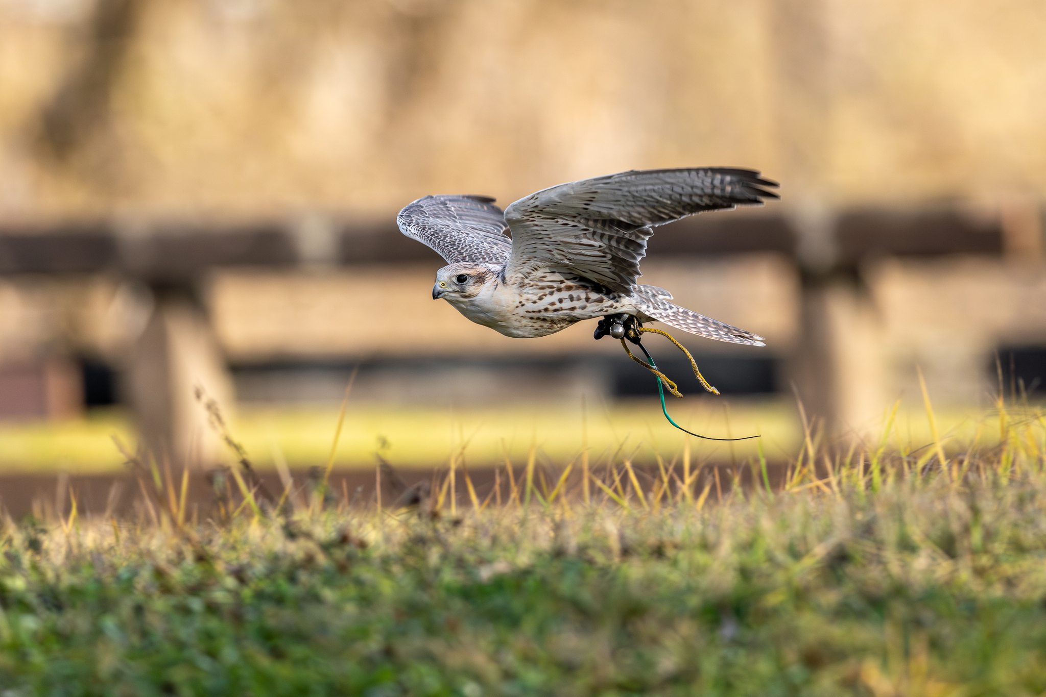 Pictures from photo hunting 98. Sokoliniy Dvor, Kolomenskoye. Part 1 - My, Ornithology League, Birds, Photo hunting, The photo, Ornithology, Falconry, Kolomenskoe, Predator birds, Longpost