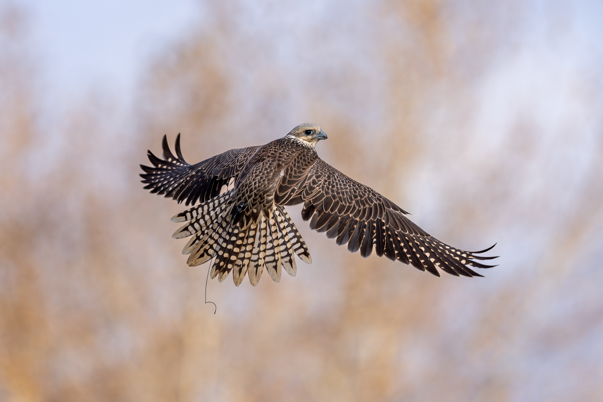 Pictures from photo hunting 98. Sokoliniy Dvor, Kolomenskoye. Part 1 - My, Ornithology League, Birds, Photo hunting, The photo, Ornithology, Falconry, Kolomenskoe, Predator birds, Longpost