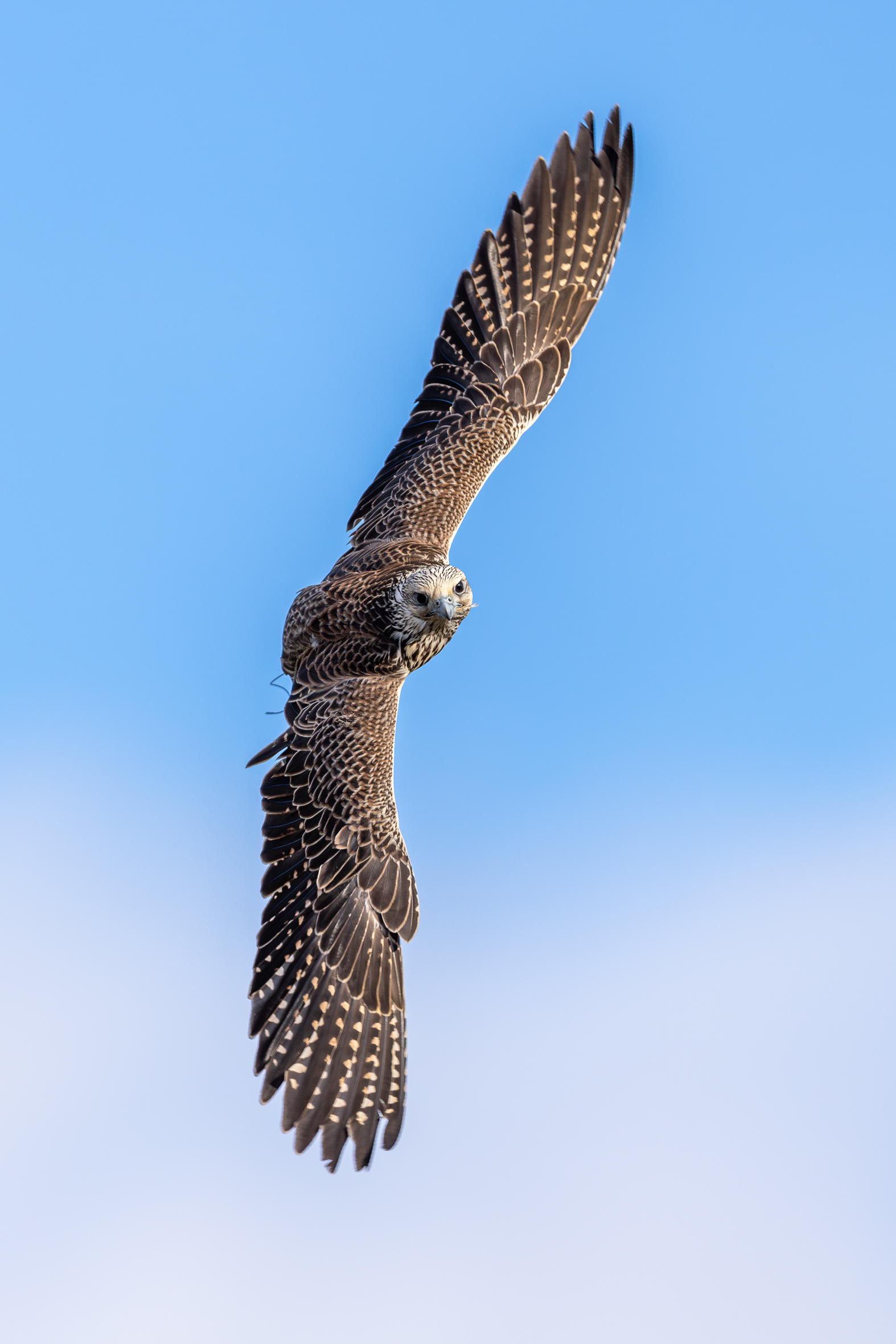 Pictures from photo hunting 98. Sokoliniy Dvor, Kolomenskoye. Part 1 - My, Ornithology League, Birds, Photo hunting, The photo, Ornithology, Falconry, Kolomenskoe, Predator birds, Longpost