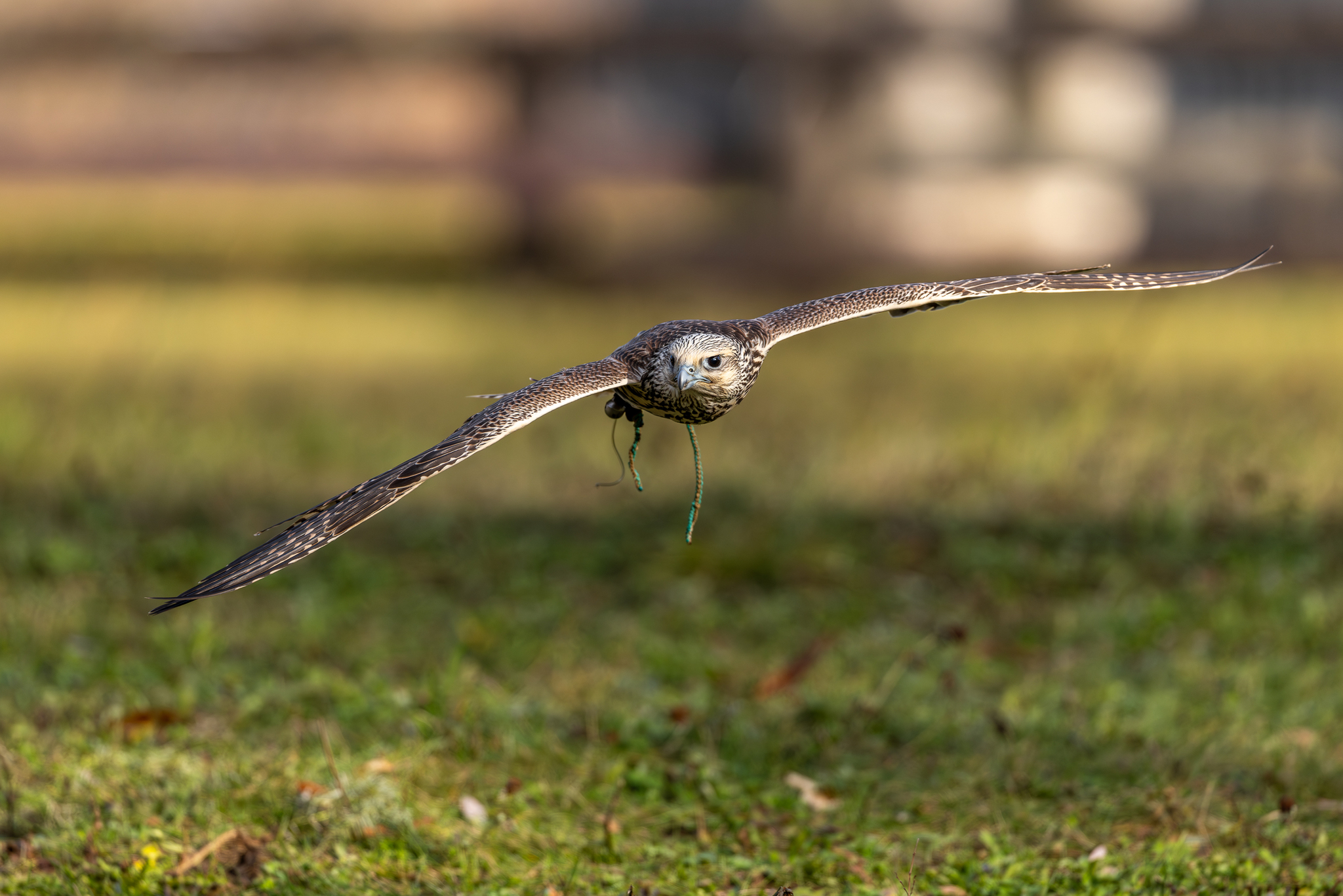 Pictures from photo hunting 98. Sokoliniy Dvor, Kolomenskoye. Part 1 - My, Ornithology League, Birds, Photo hunting, The photo, Ornithology, Falconry, Kolomenskoe, Predator birds, Longpost