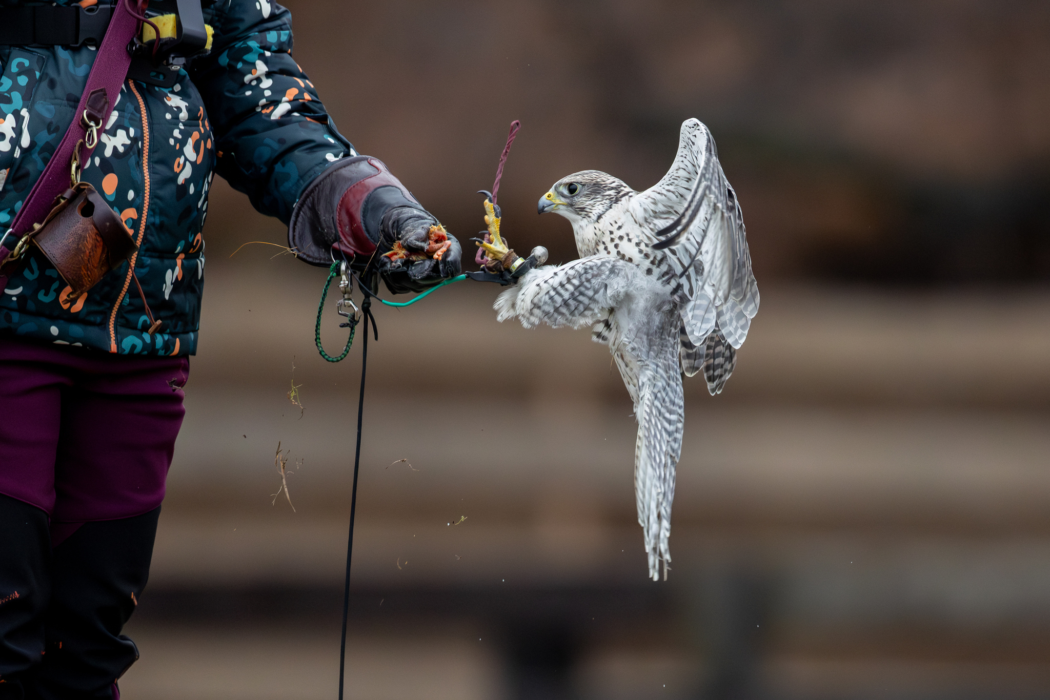 Pictures from photo hunting 98. Sokoliniy Dvor, Kolomenskoye. Part 1 - My, Ornithology League, Birds, Photo hunting, The photo, Ornithology, Falconry, Kolomenskoe, Predator birds, Longpost